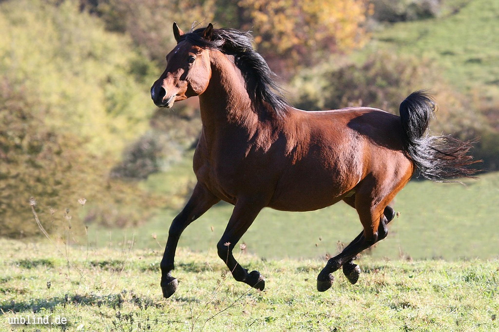 Nazeem ibn shameer 6295666412 o