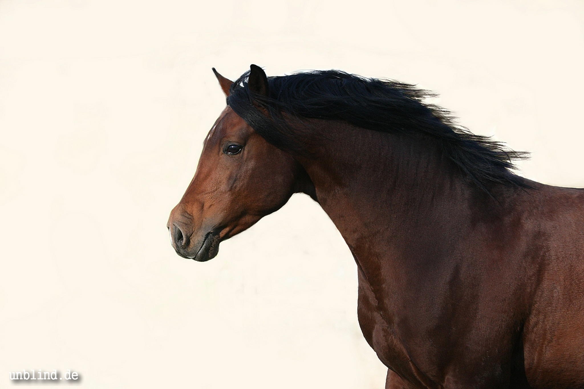 Nazeem ibn shameer 6295668060 o