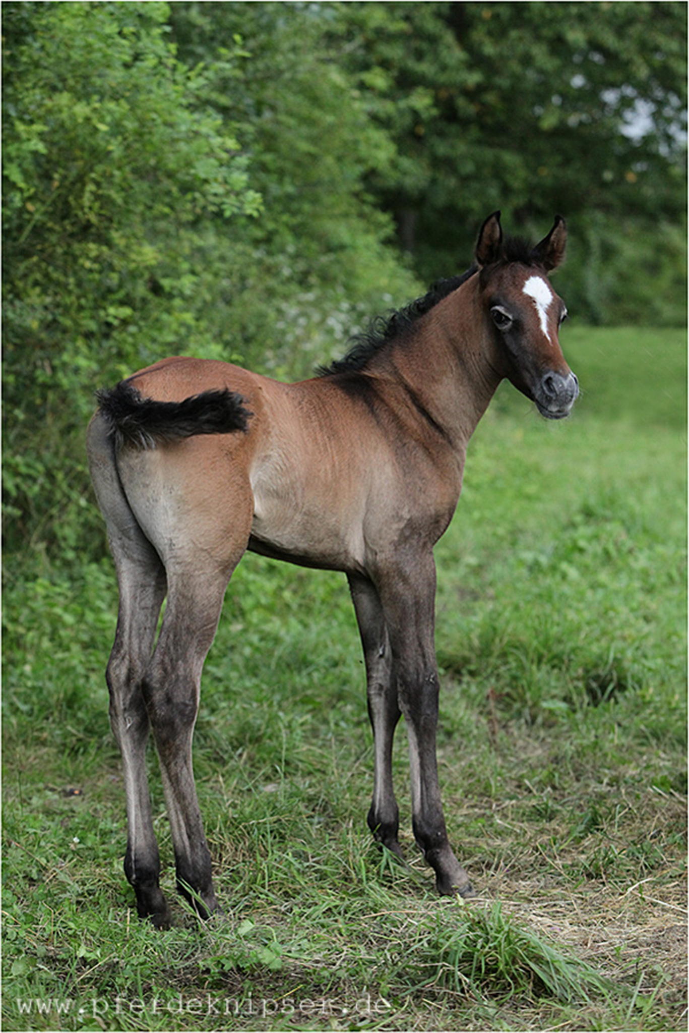 Nochn araberfohlen 5998925871 o