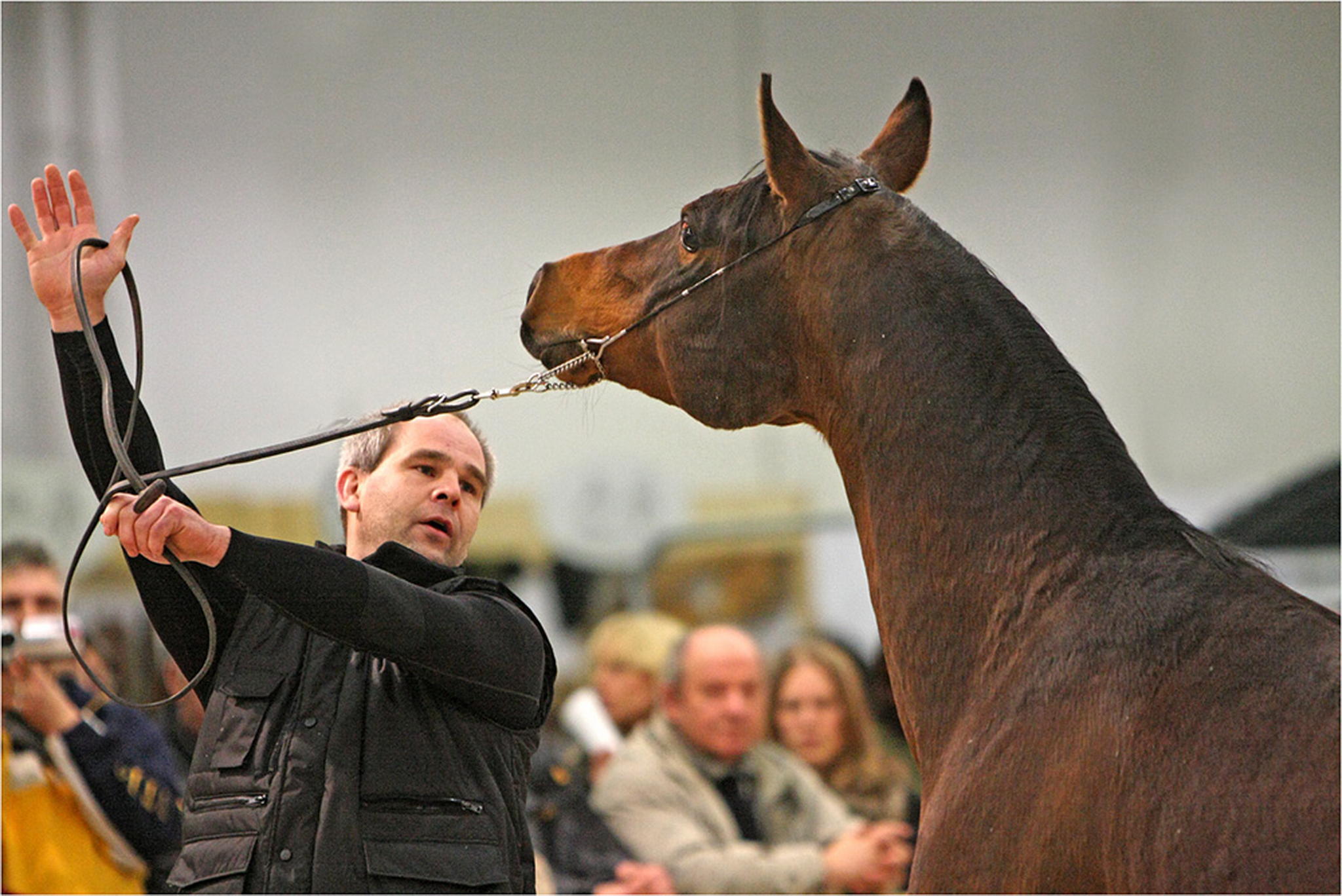 Nochn araberhengst 6001139503 o