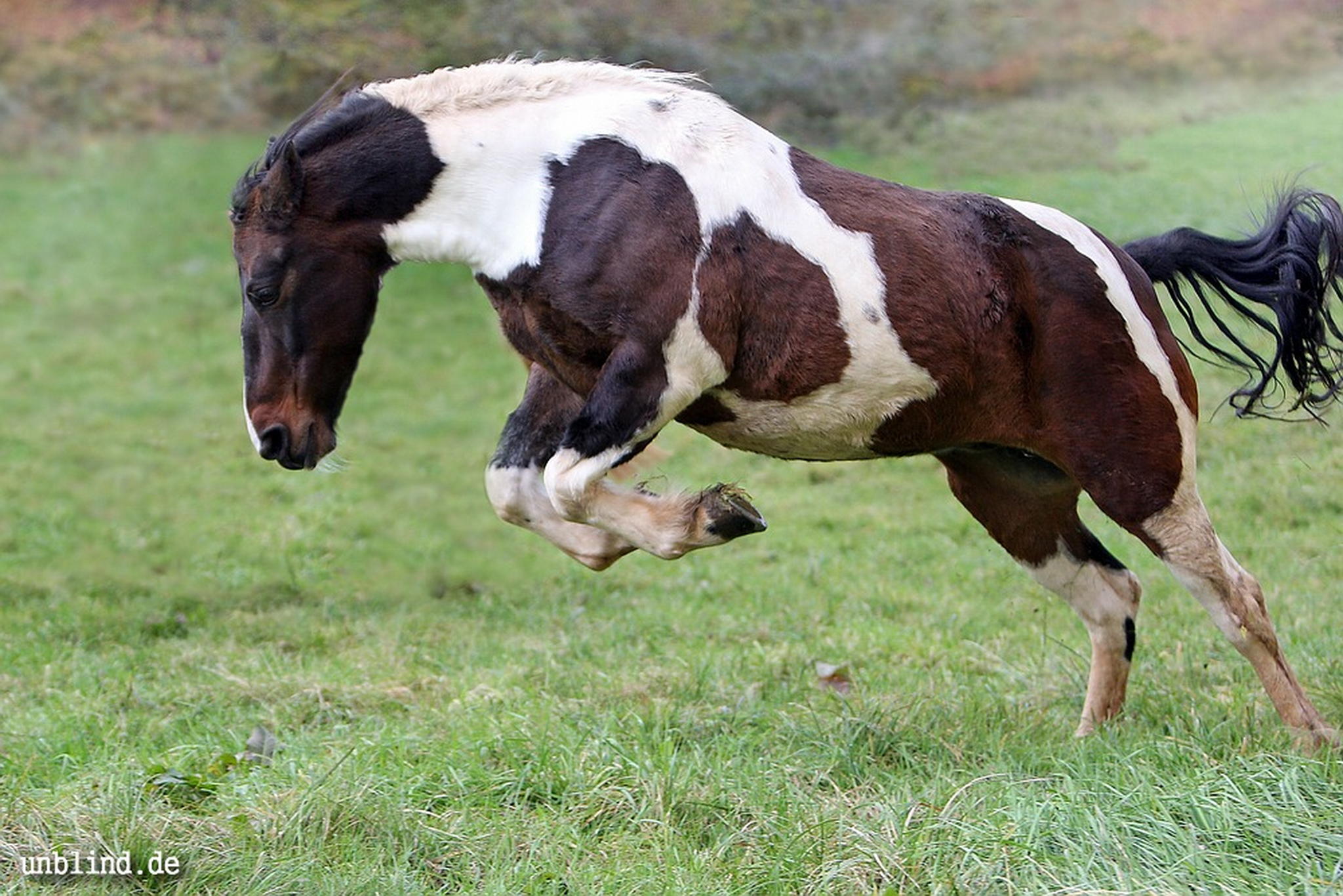 Pauline gibt gas 6292460742 o