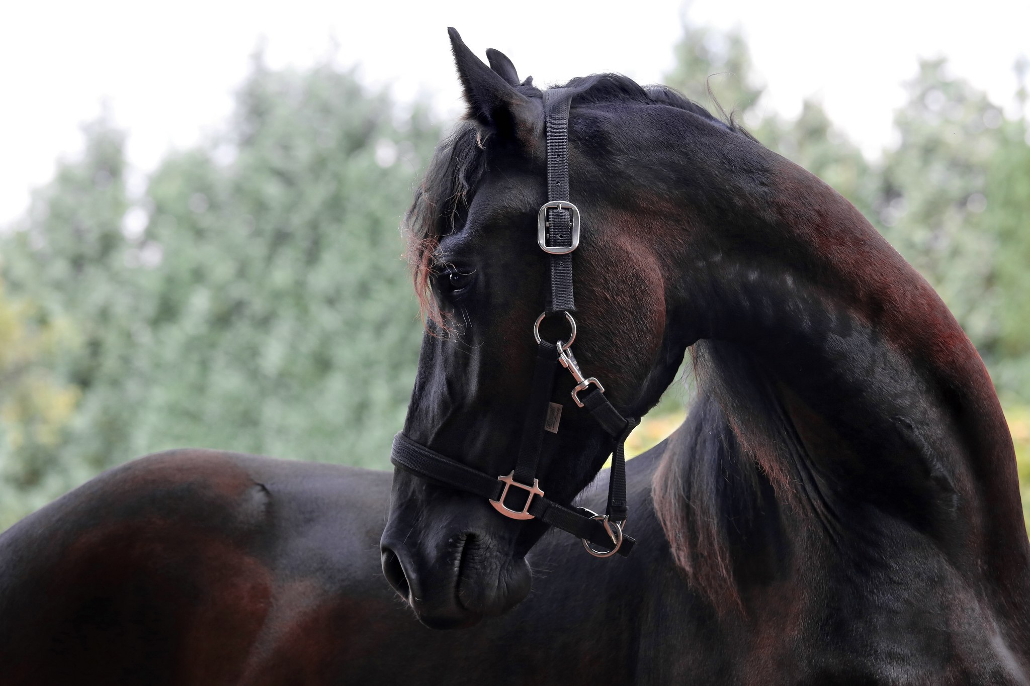 Pebe4122a 43720222881 o