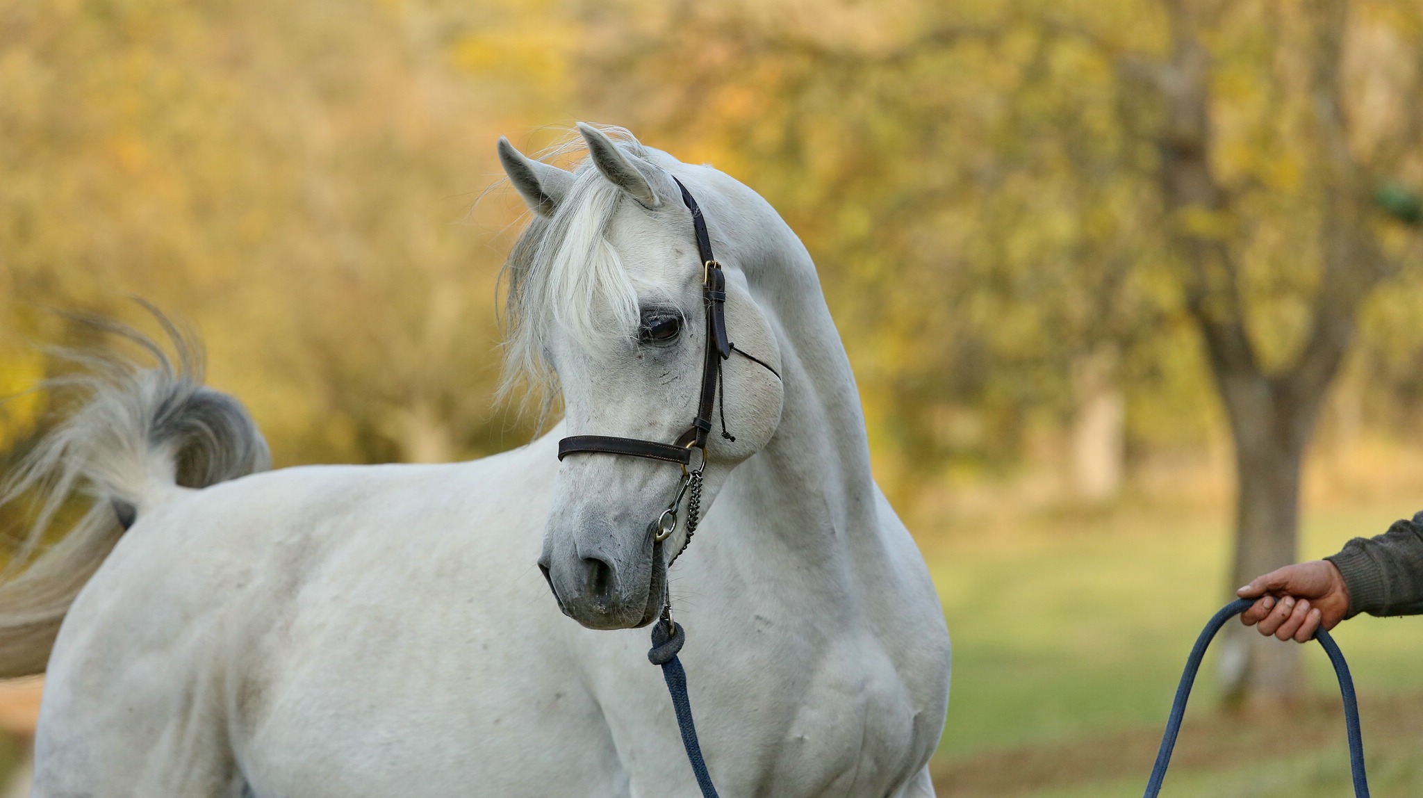 Pebe7994aa 44994313694 o