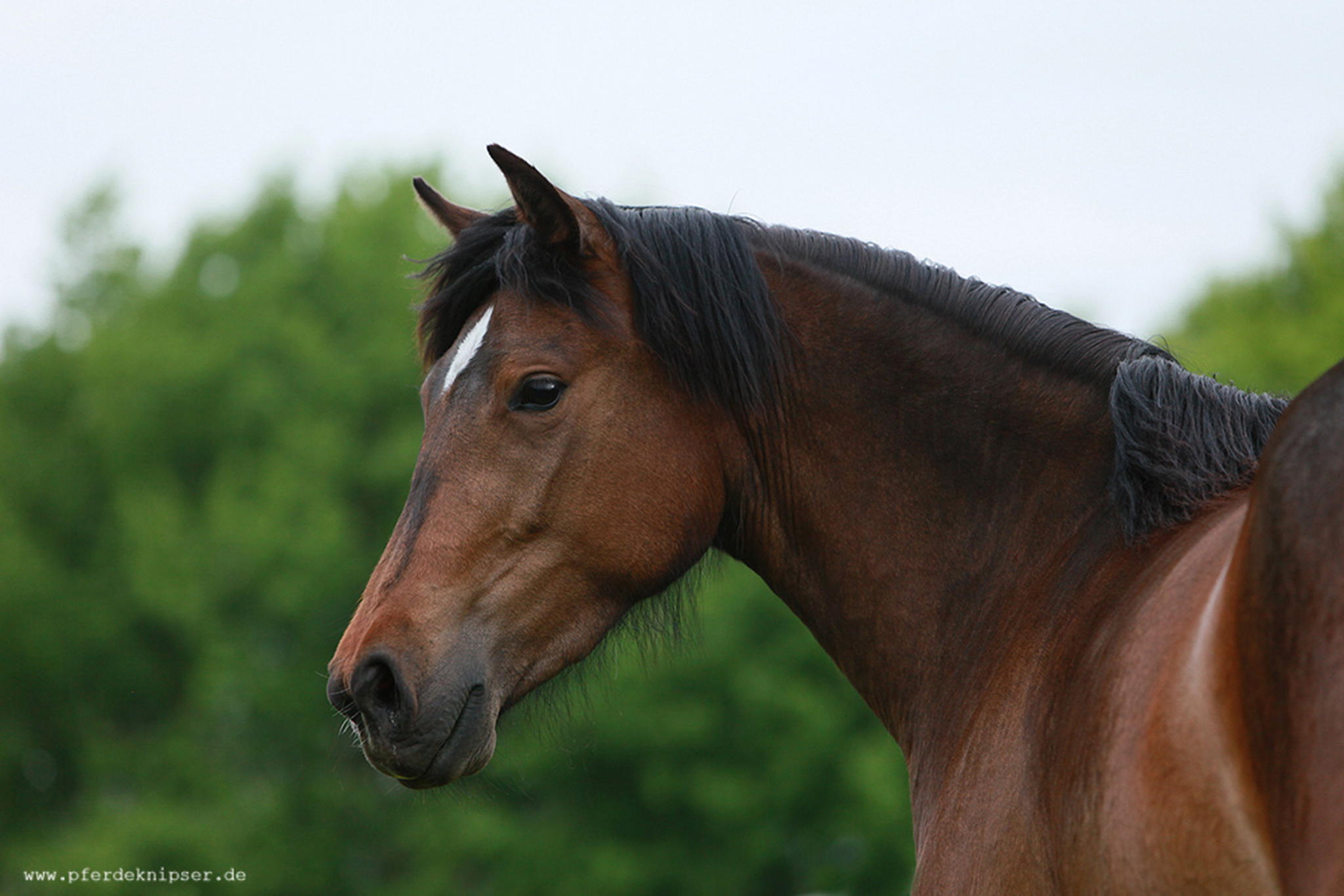 Pepita 1 6000727638 o