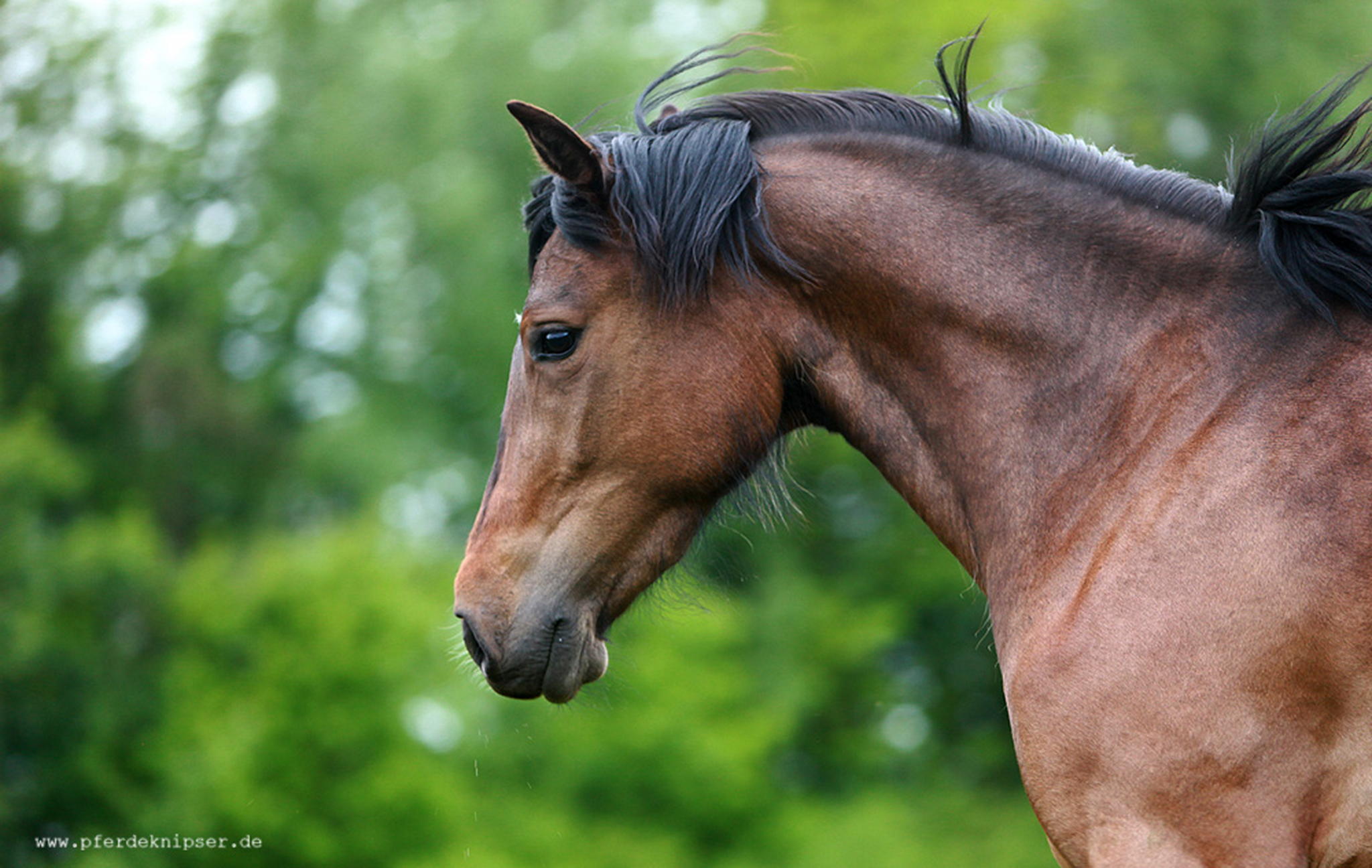 Pepita 2 6000727890 o