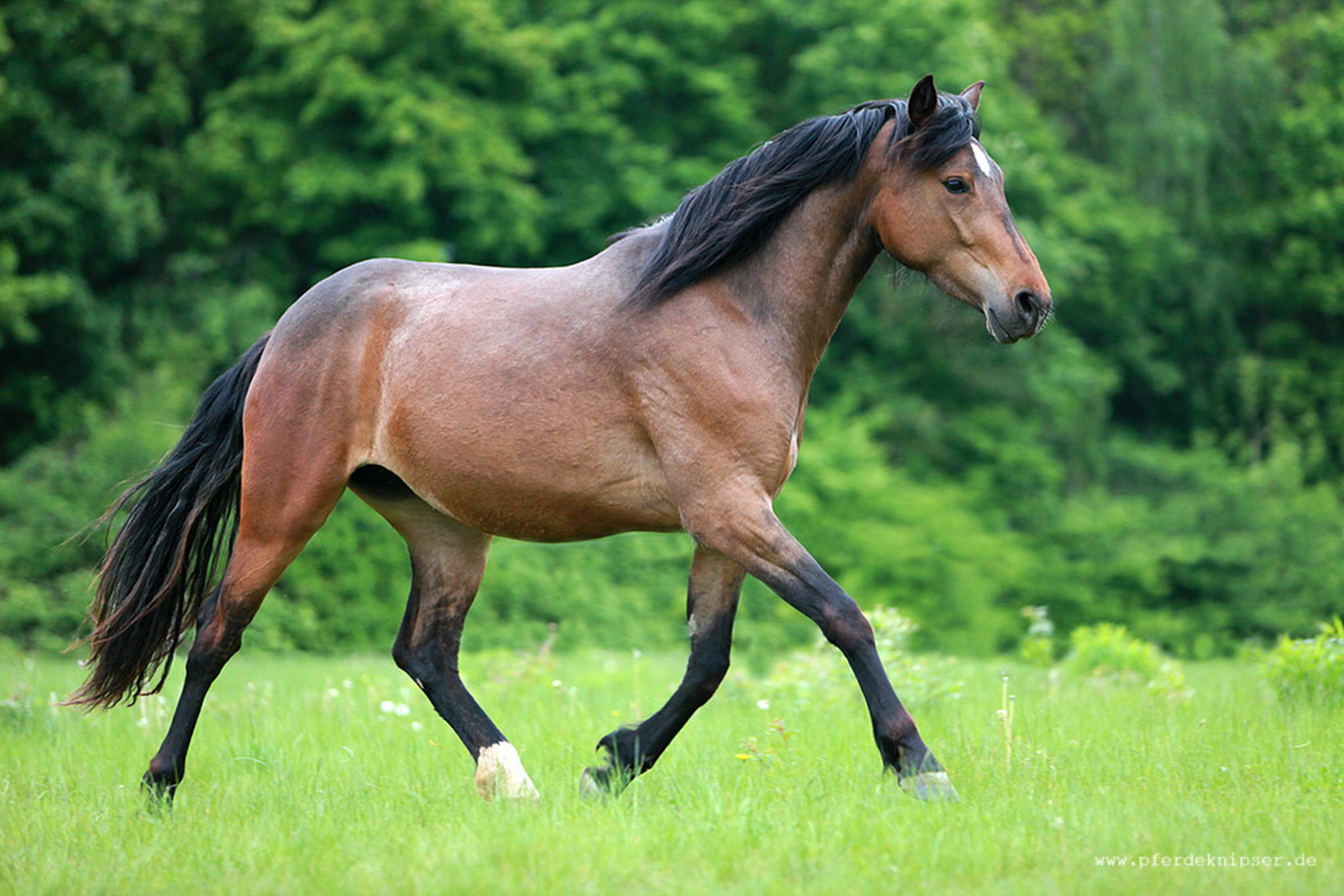 Pepita 3 6000728134 o