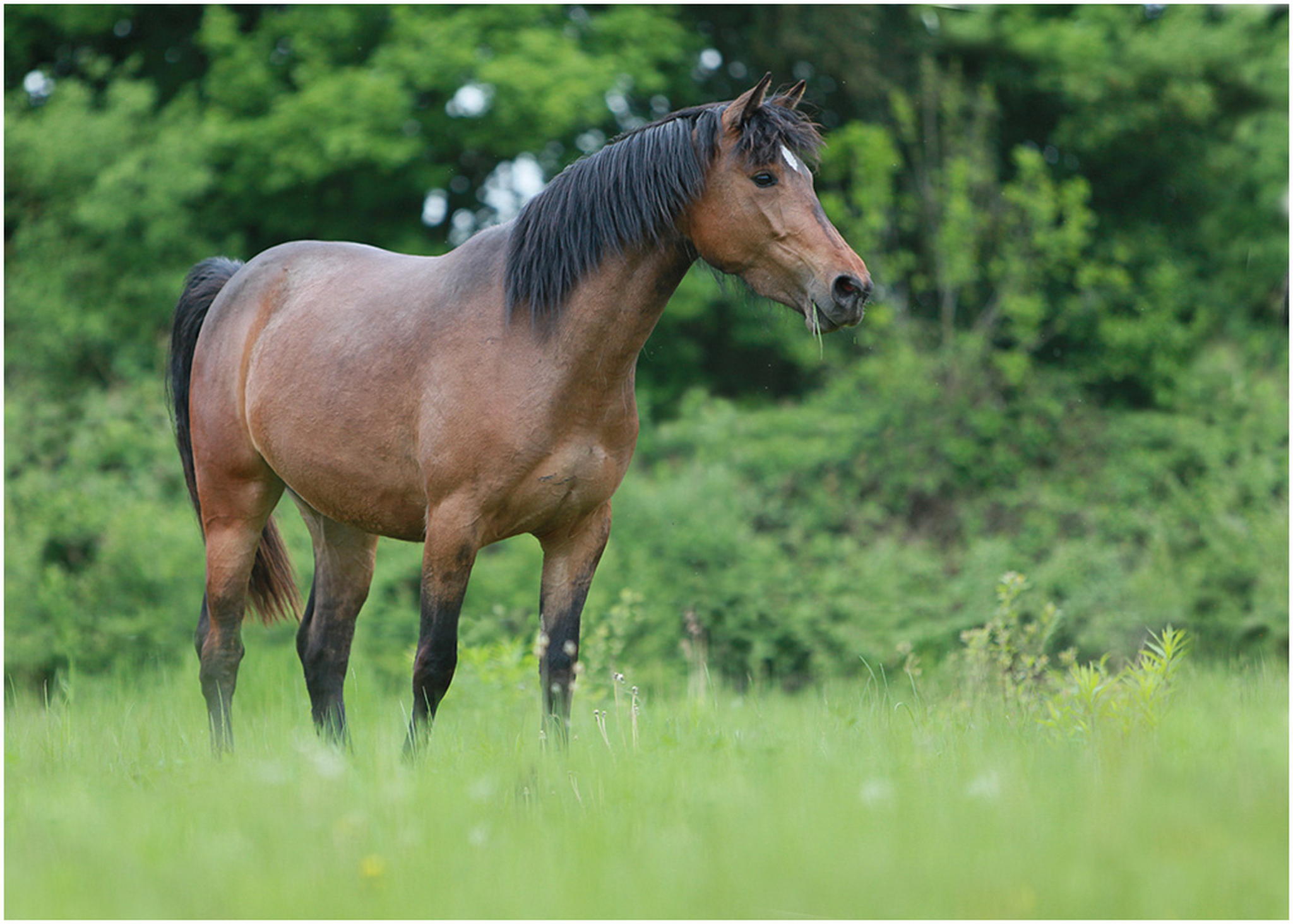 Pepita 4 6000728392 o