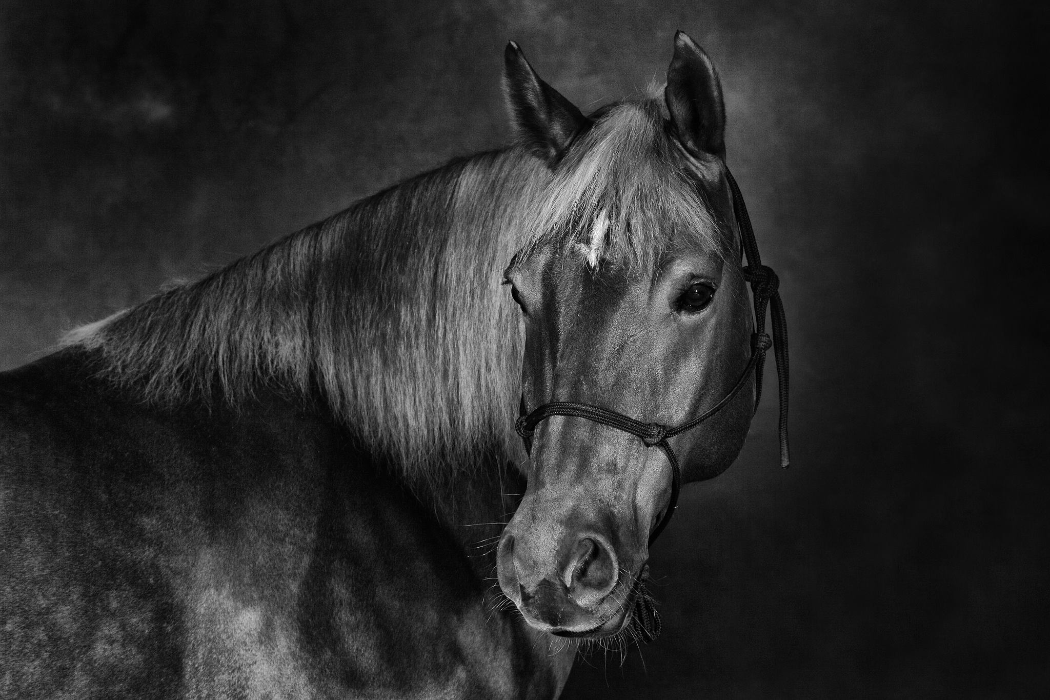 Pferd schwarzwei 28642384992 o