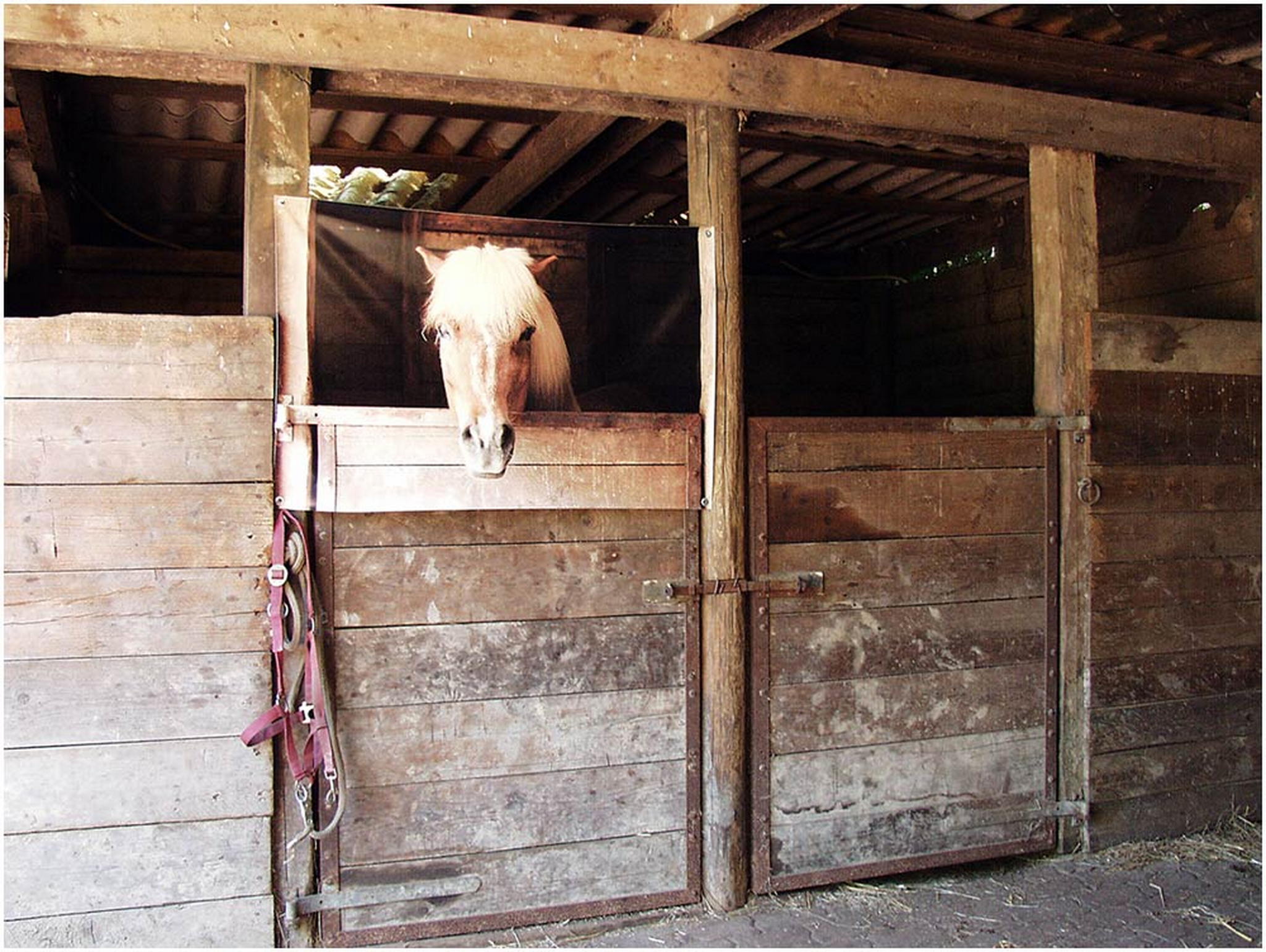 Pferdchen verppeln 6000470399 o