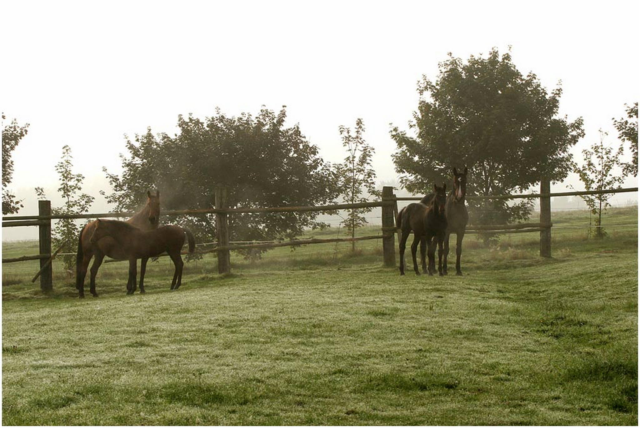 Pferdenebel 6011091908 o