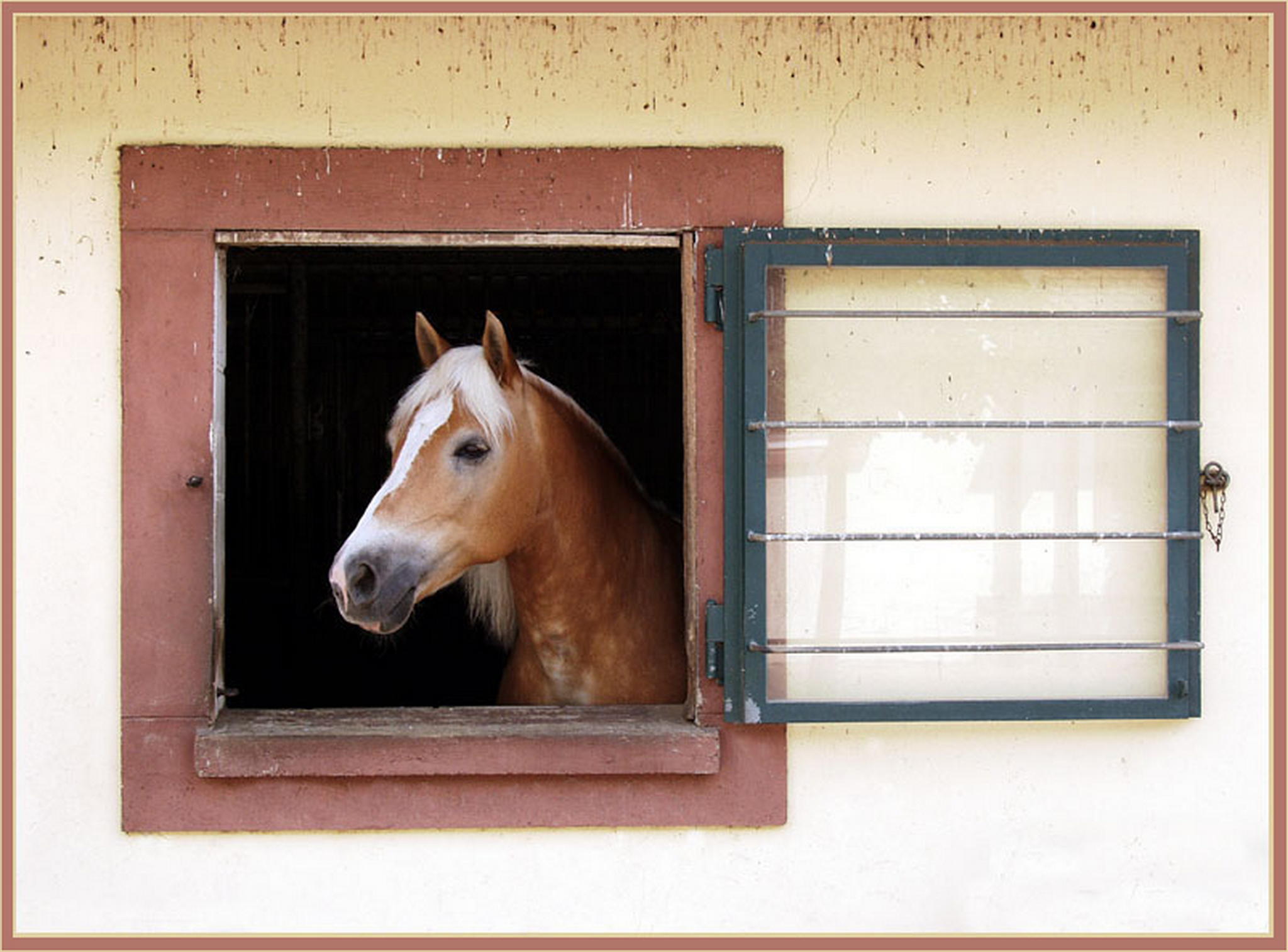 Pferderahmen 6013685342 o