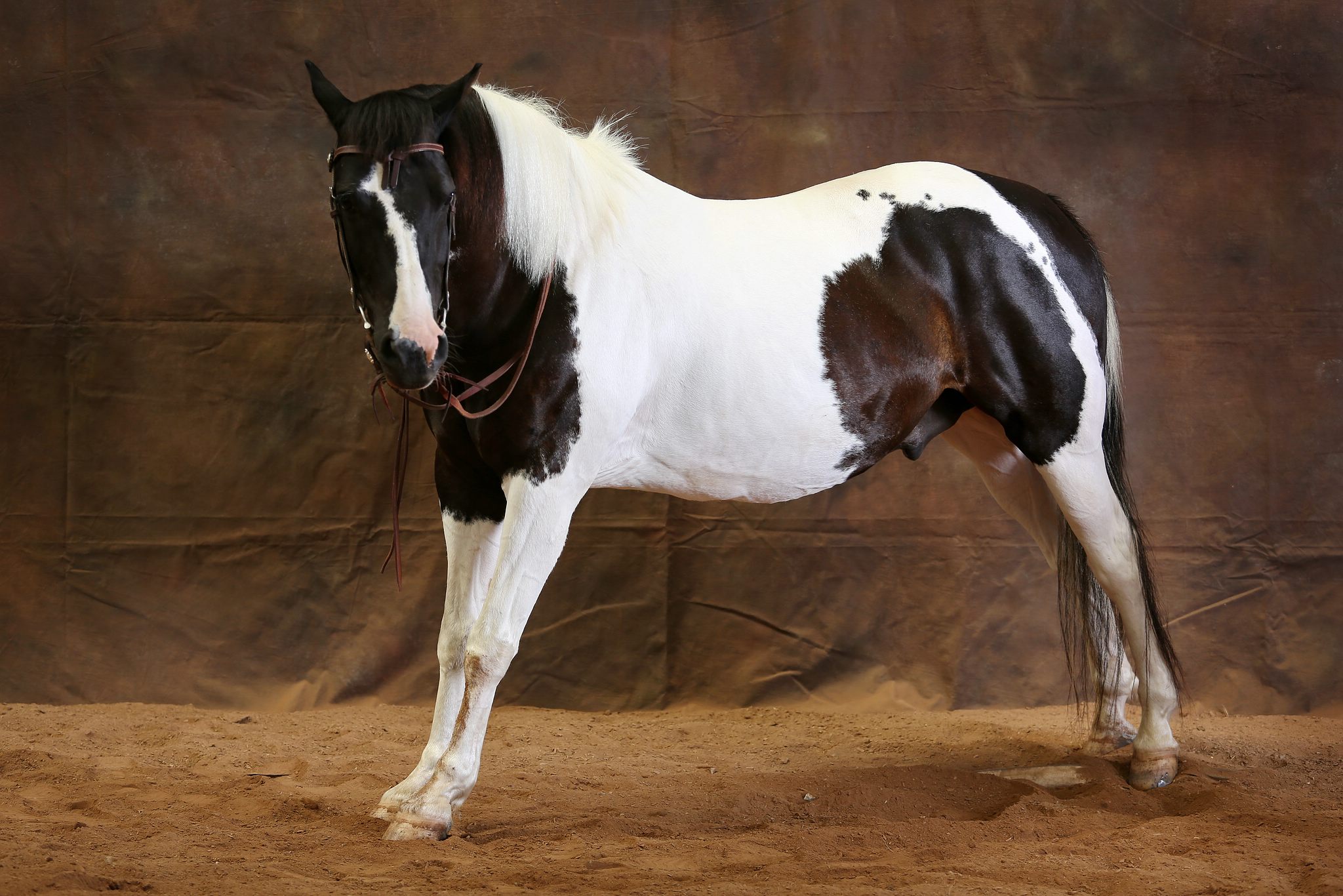 Phnix macht joga 43961458732 o