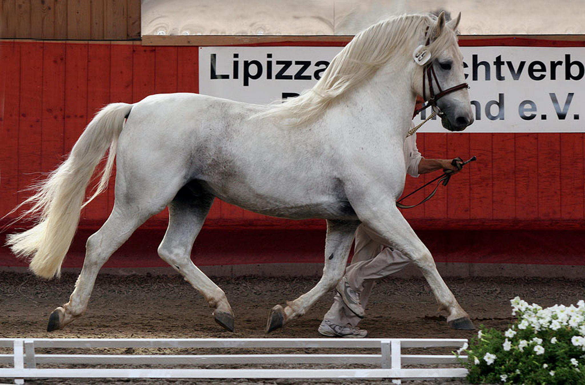 Pluto viii roma 6009148619 o