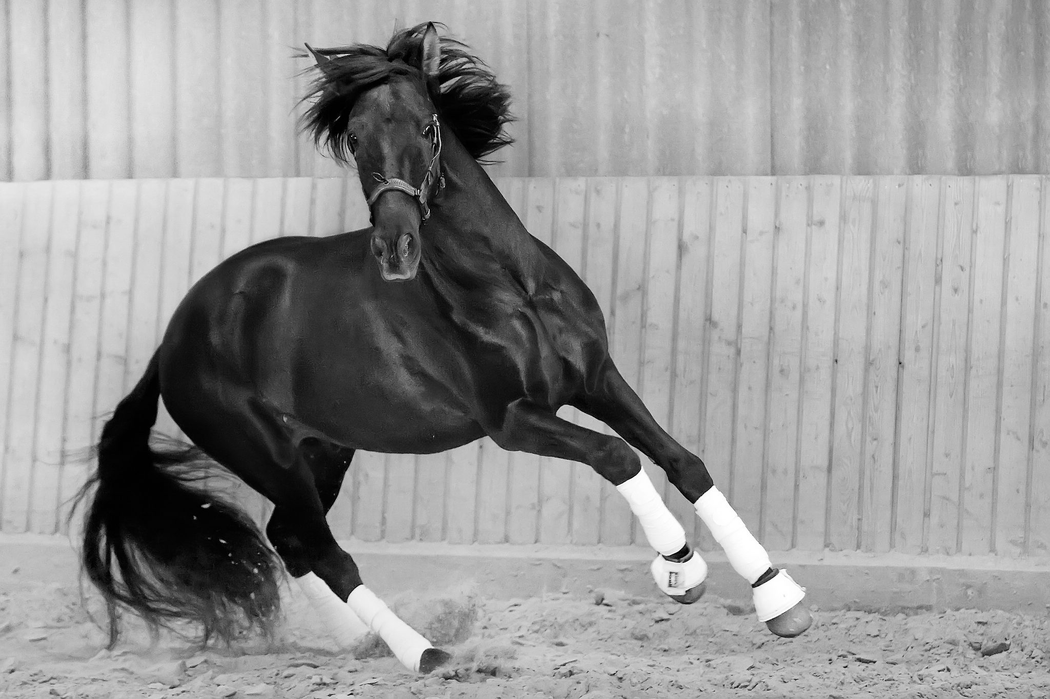 Poderoso hengst 23695146483 o