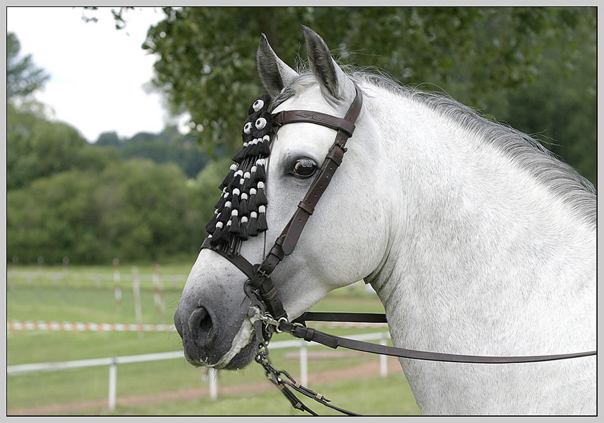 Pura raza espaniol 6009288795 o