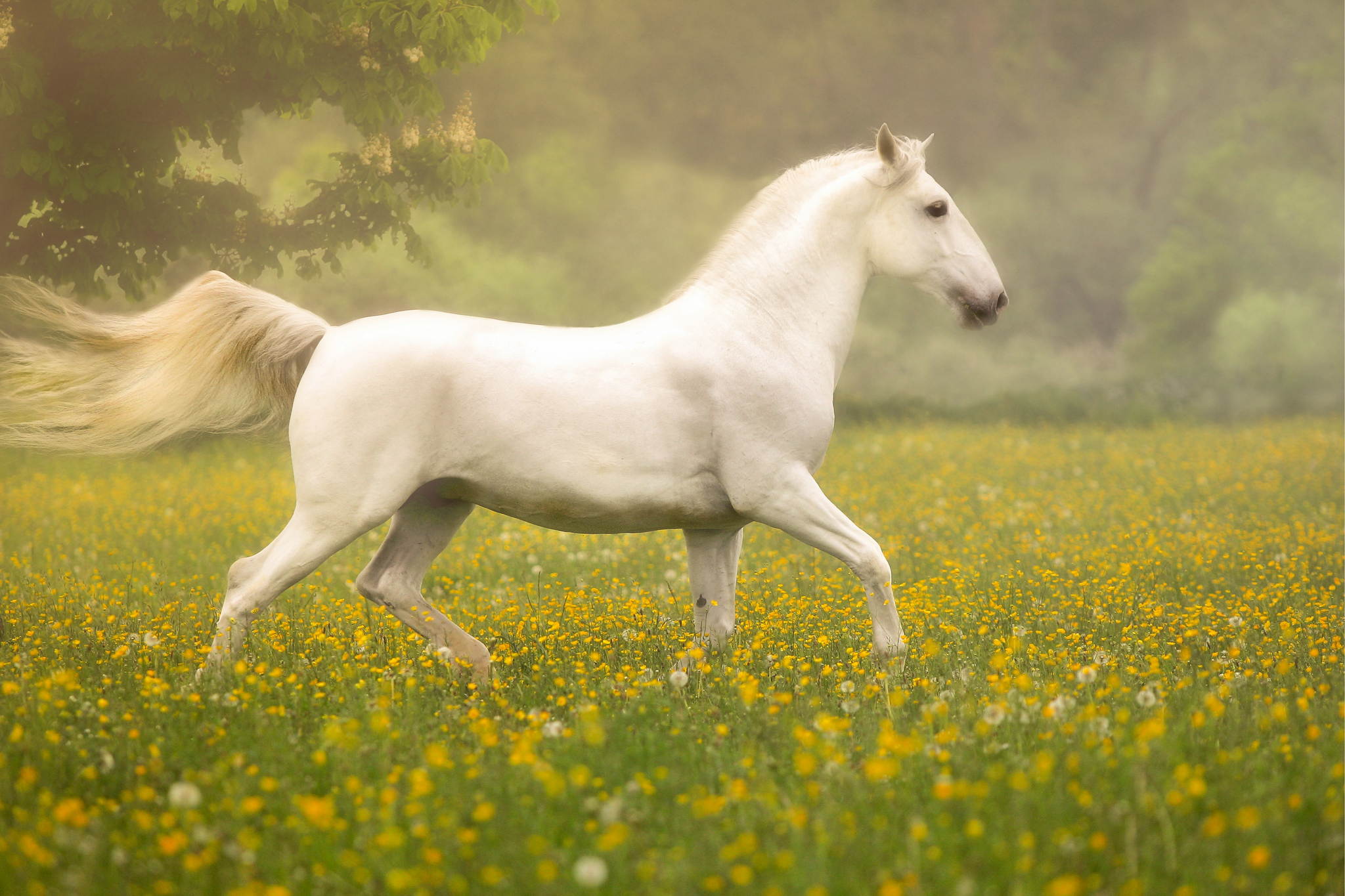 Pusteblumenwiese 14211870214 o