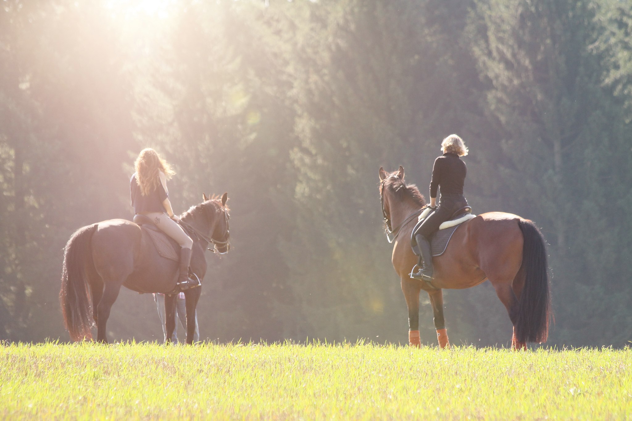 Ritt in den morgen 20826635008 o