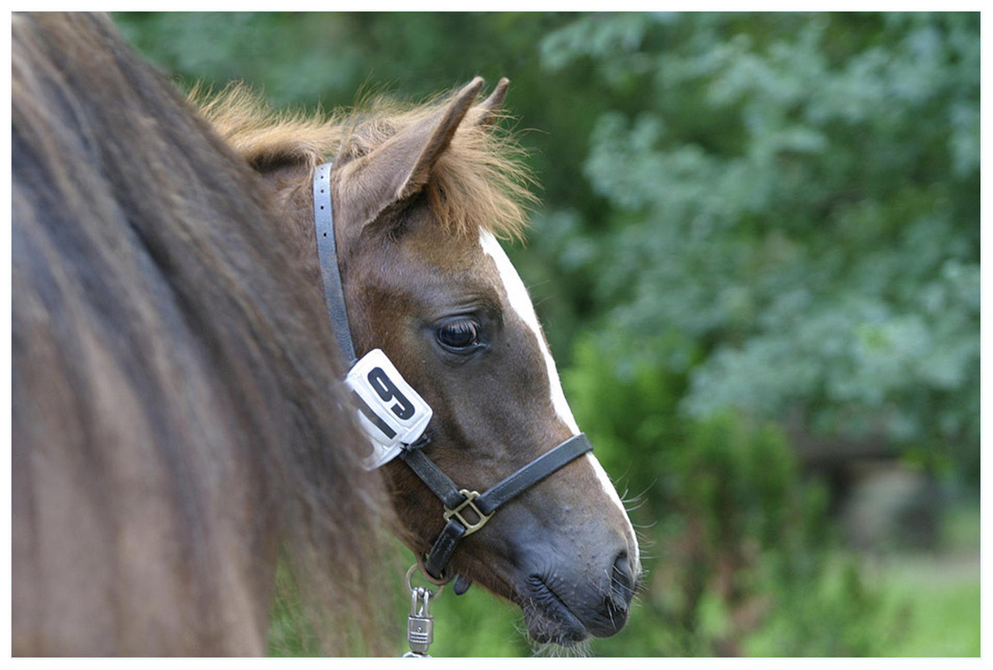 Schchtern 6009286033 o