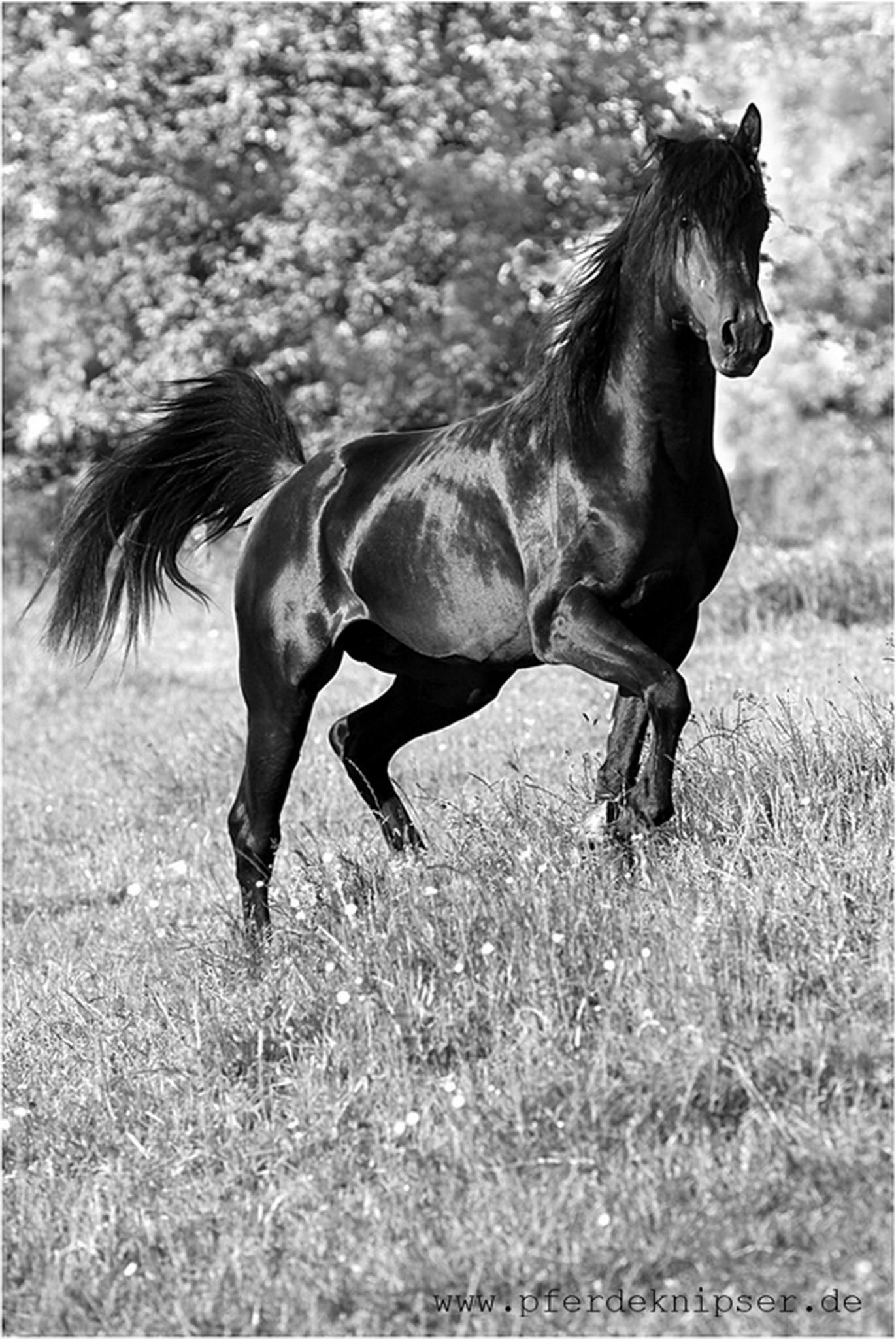 Schwarzer edelstein 6000177269 o