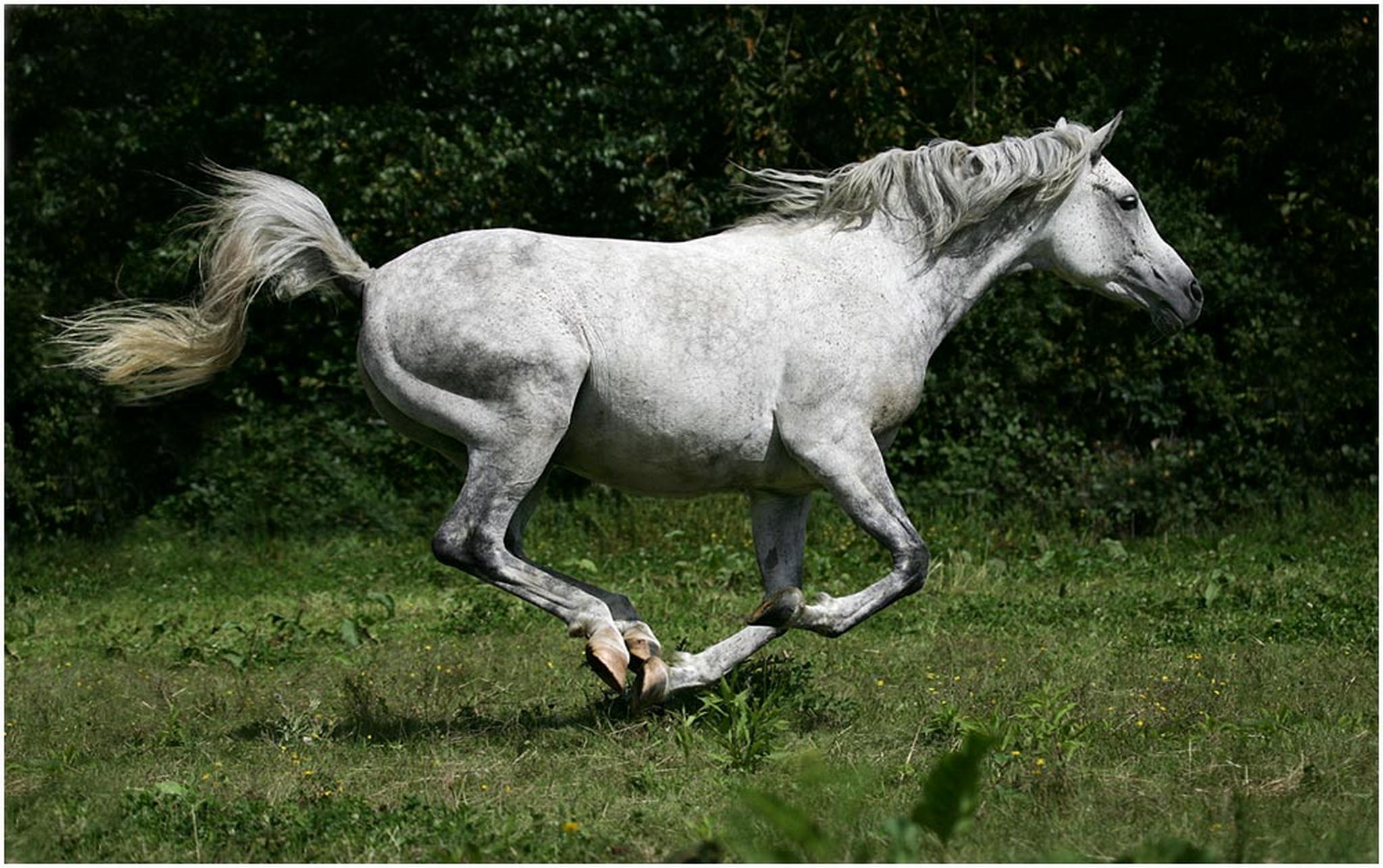 Shaklan gibt gas 6000430937 o