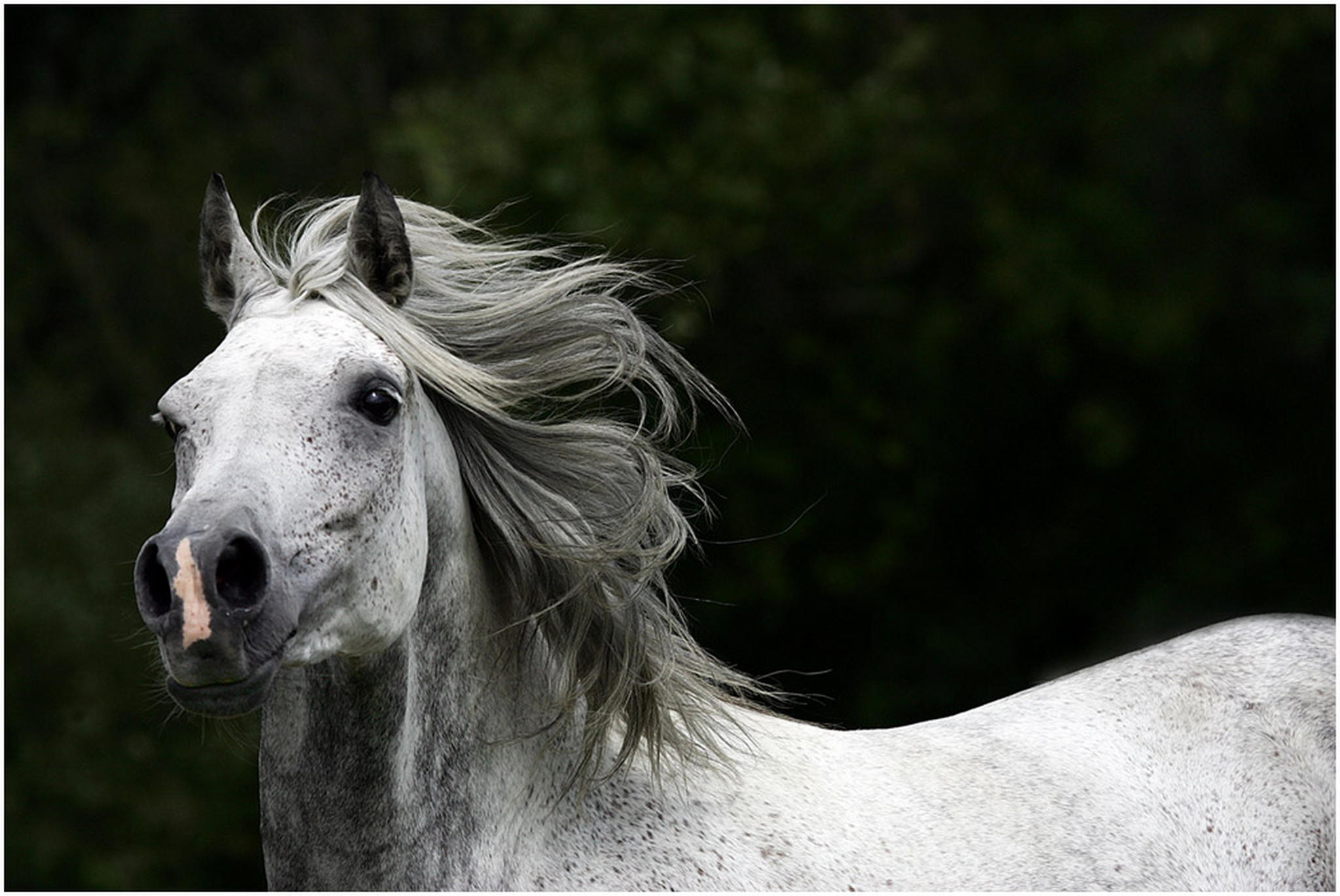 Shaklan selbstbewut 6000979380 o