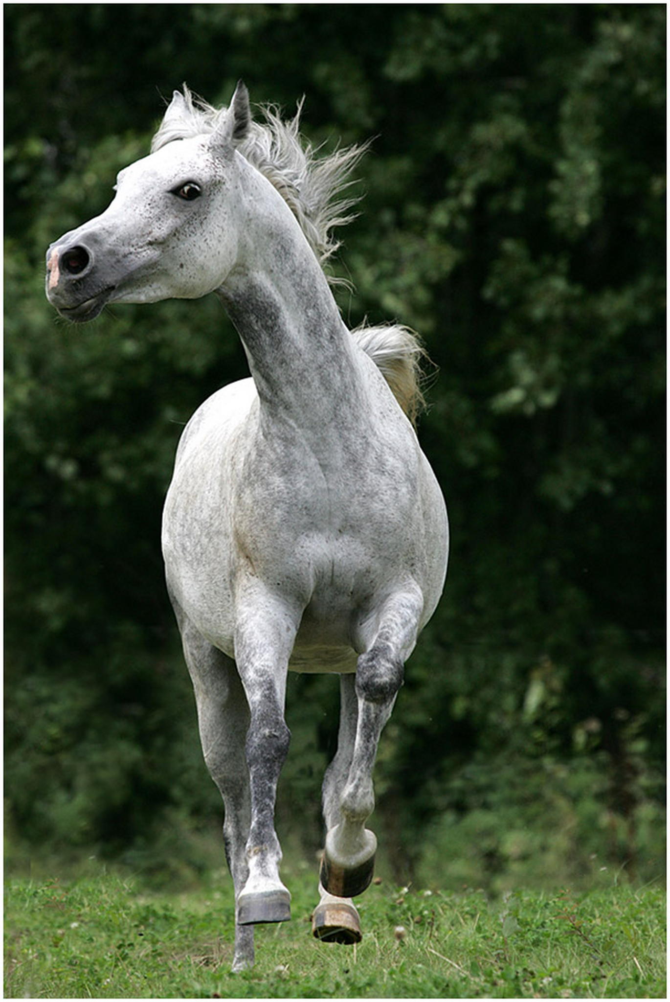 Shaklan 6000431167 o