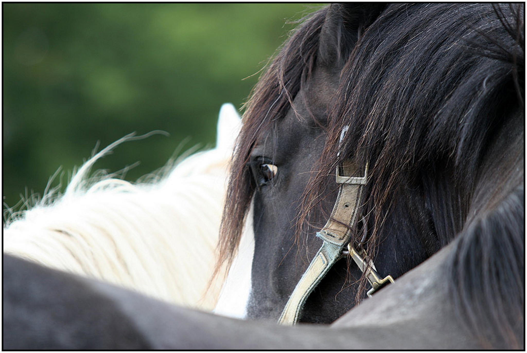 Shirehengst 6009699588 o