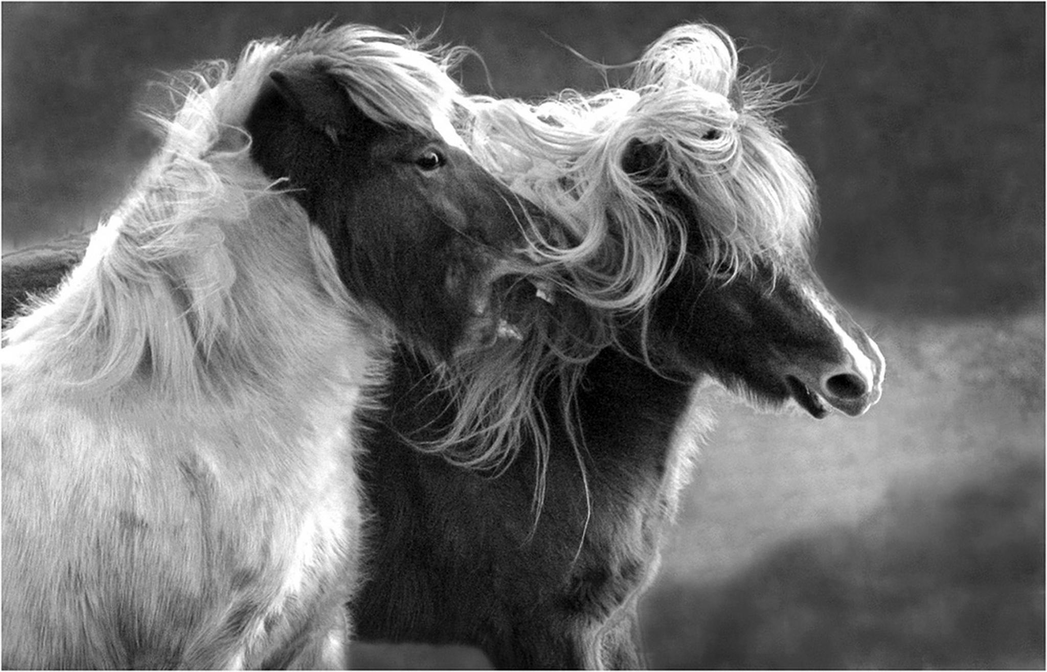 Sind die beiden nicht niedlich 6000886076 o