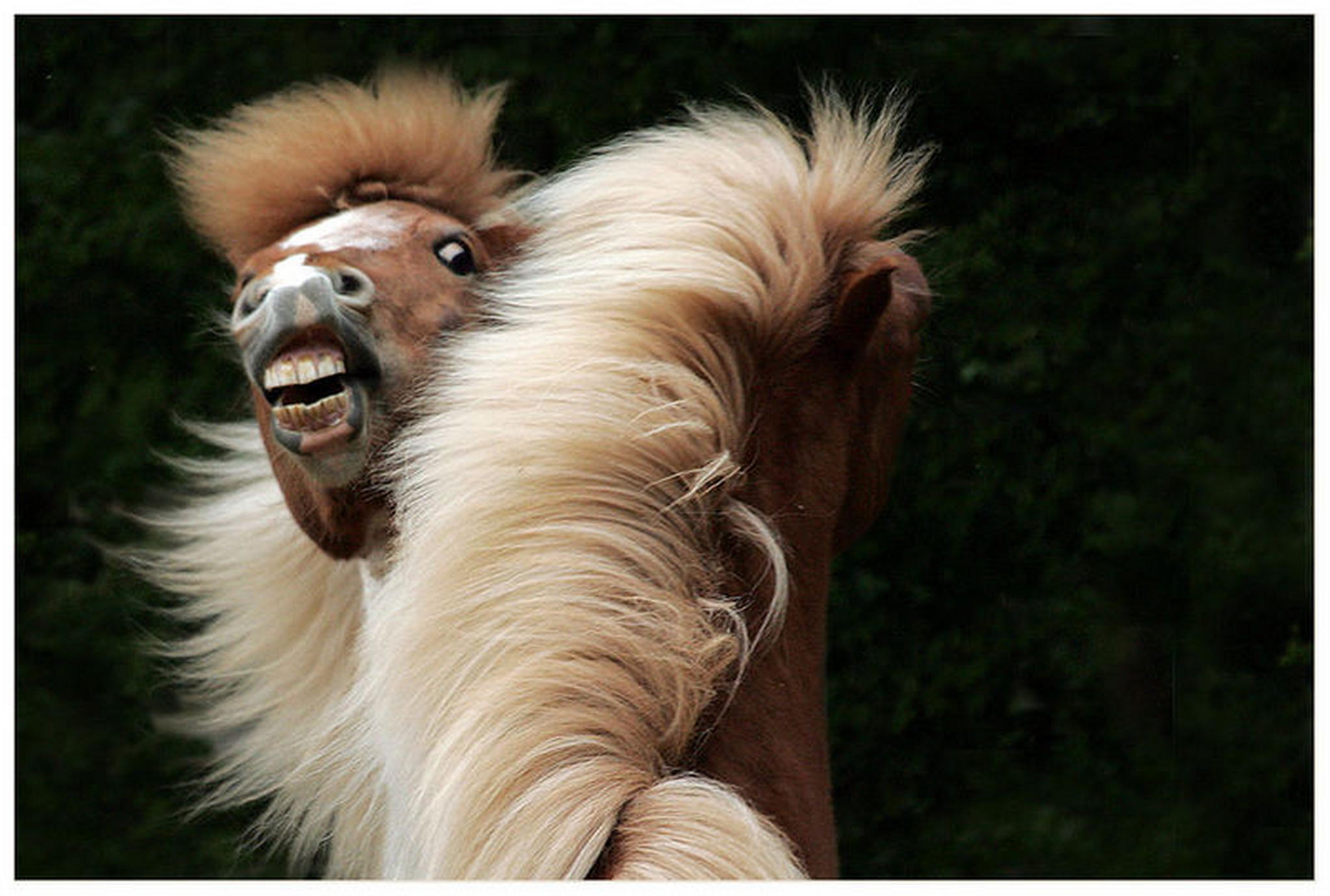 Spielpferdchen 6008353864 o