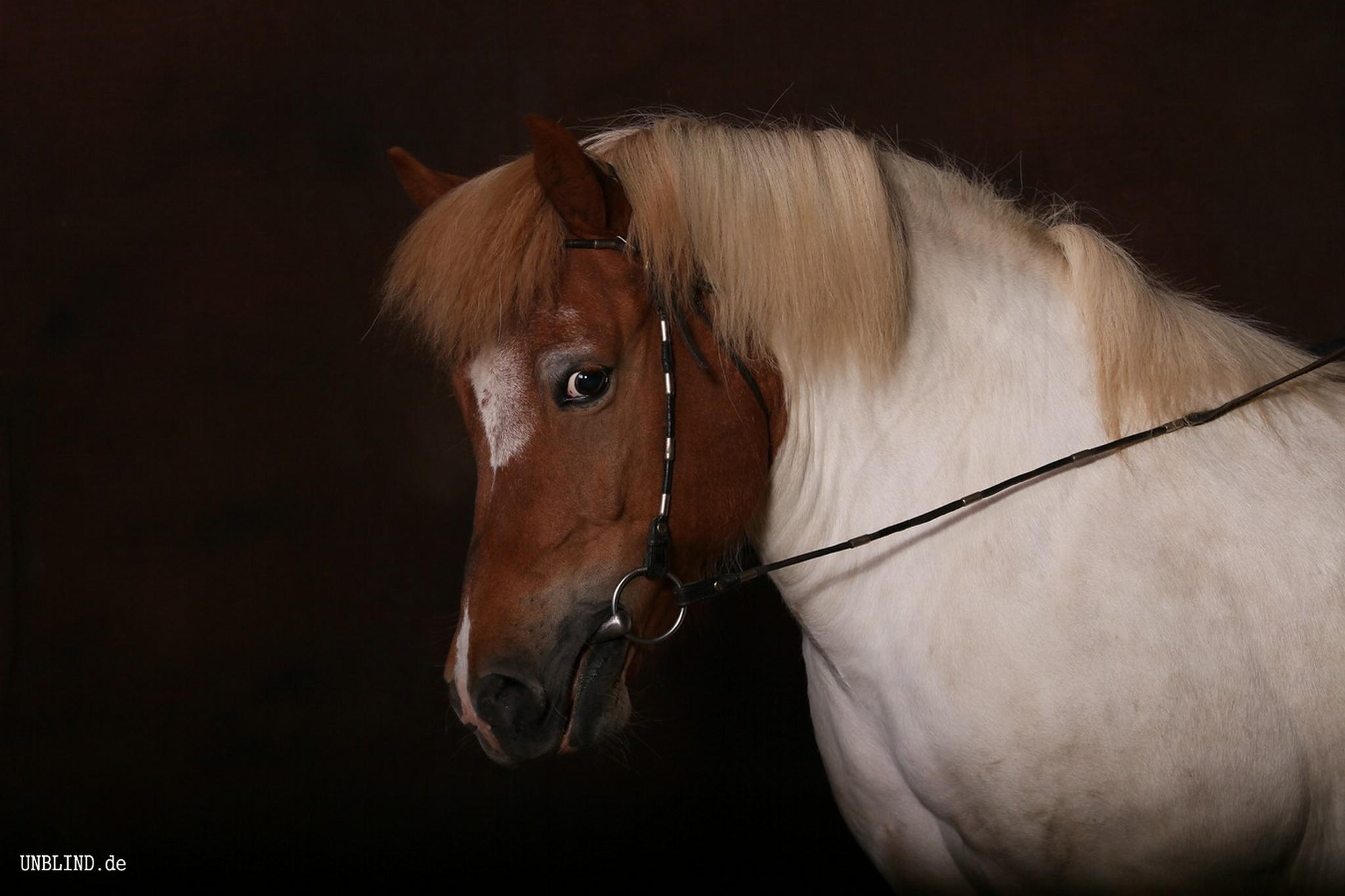 Unsere pferdchen   billy 8 6072674204 o