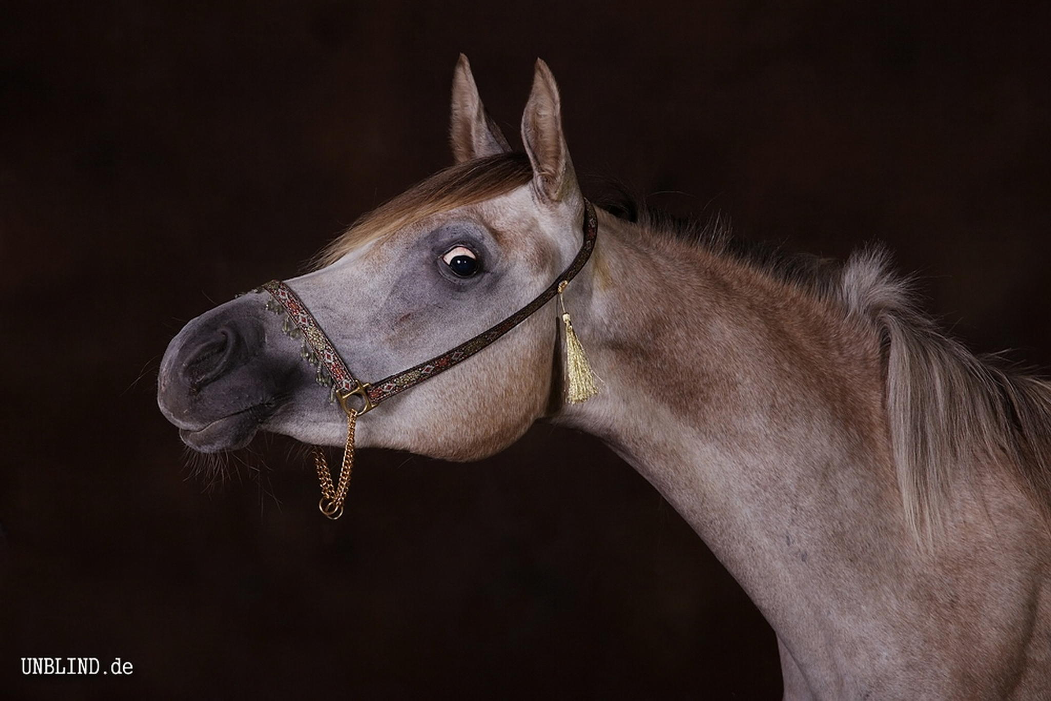 Web img 0145 6005823227 o