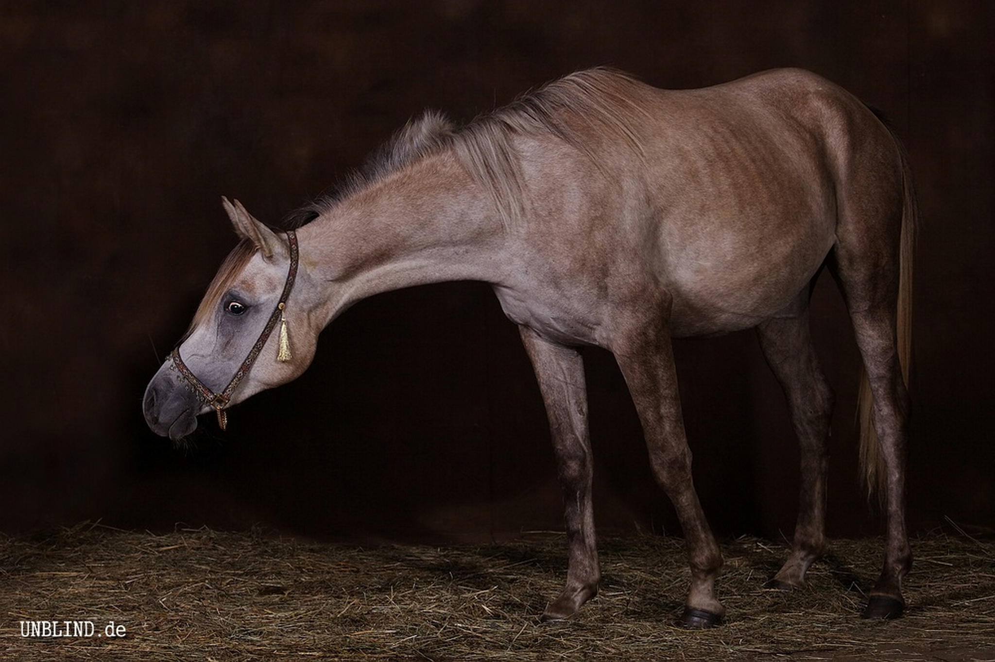 Web img 0160a 6007007335 o