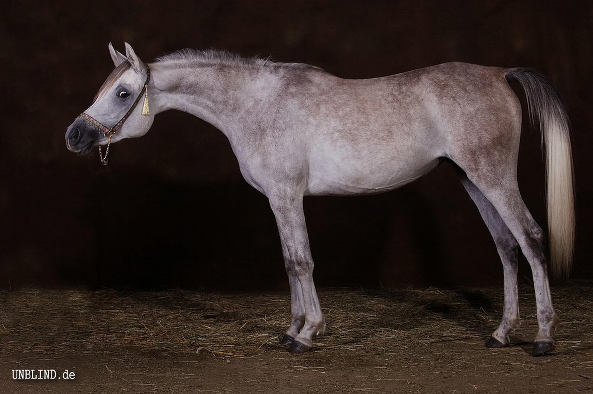 Web img 0184a 6007682080 o