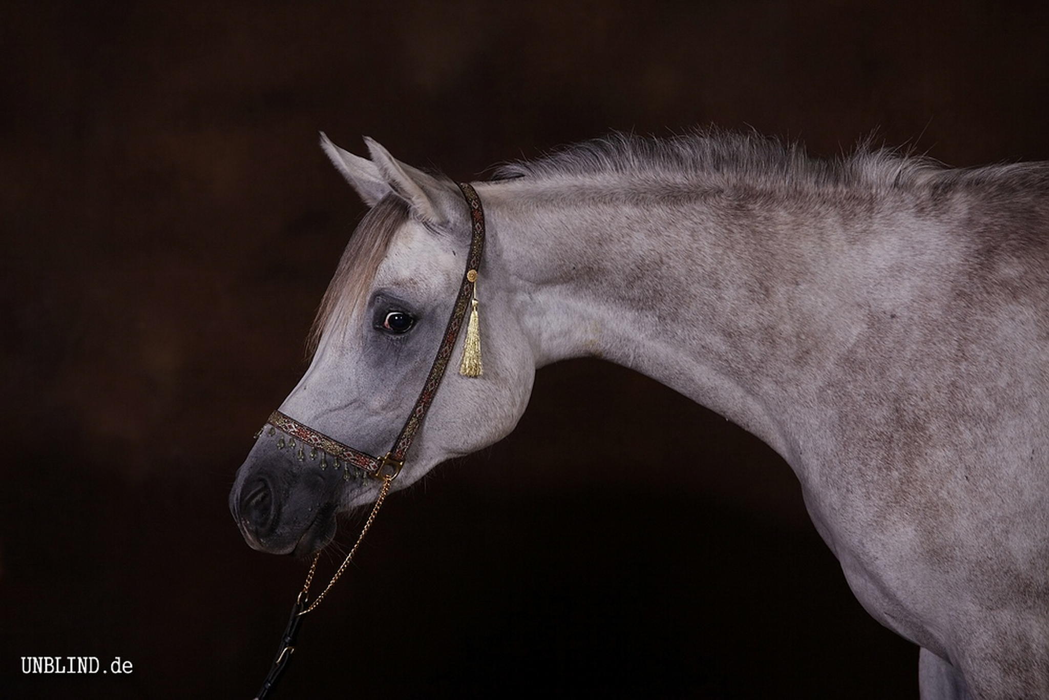 Web img 0202 6007153009 o