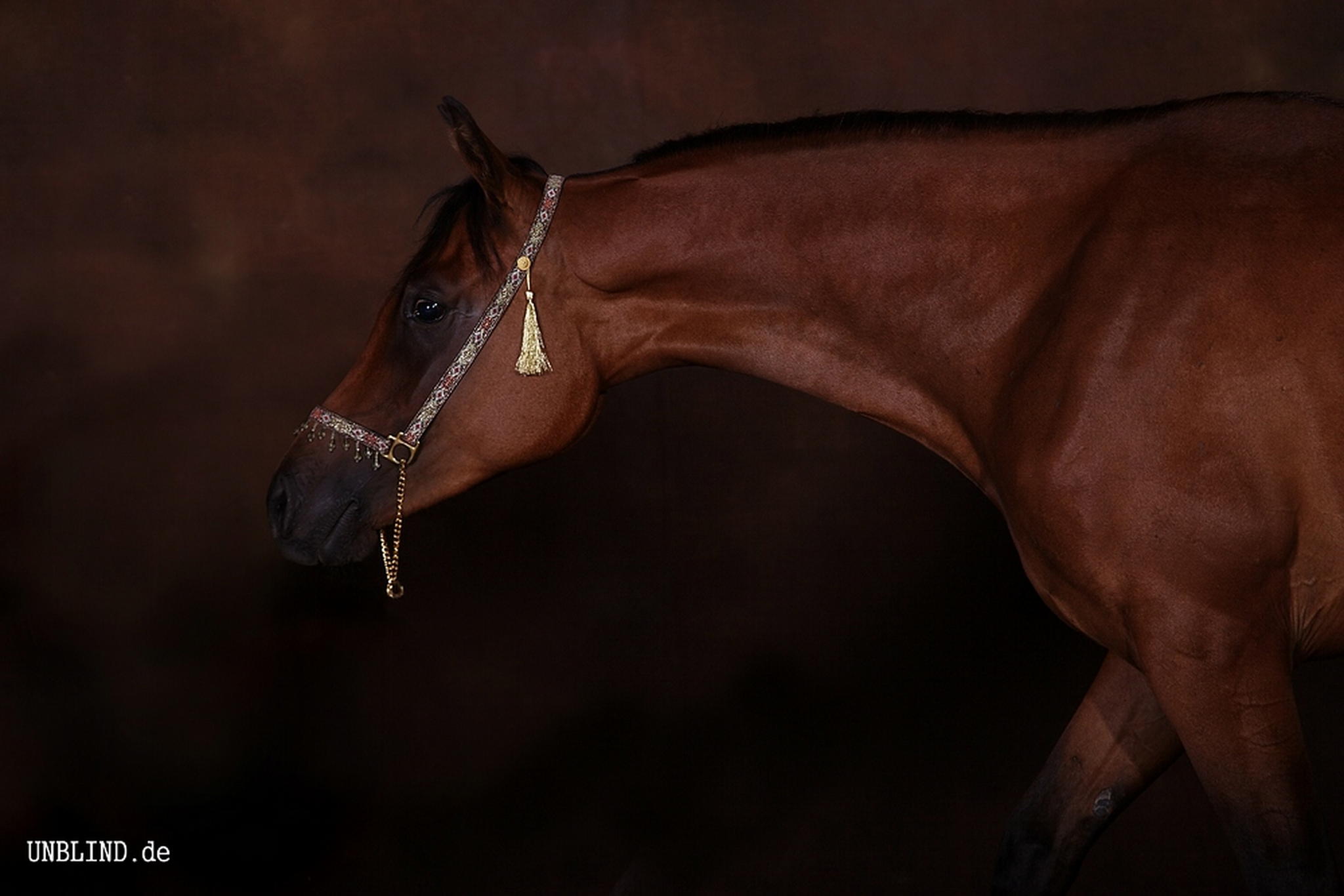 Web img 0308 6007343055 o