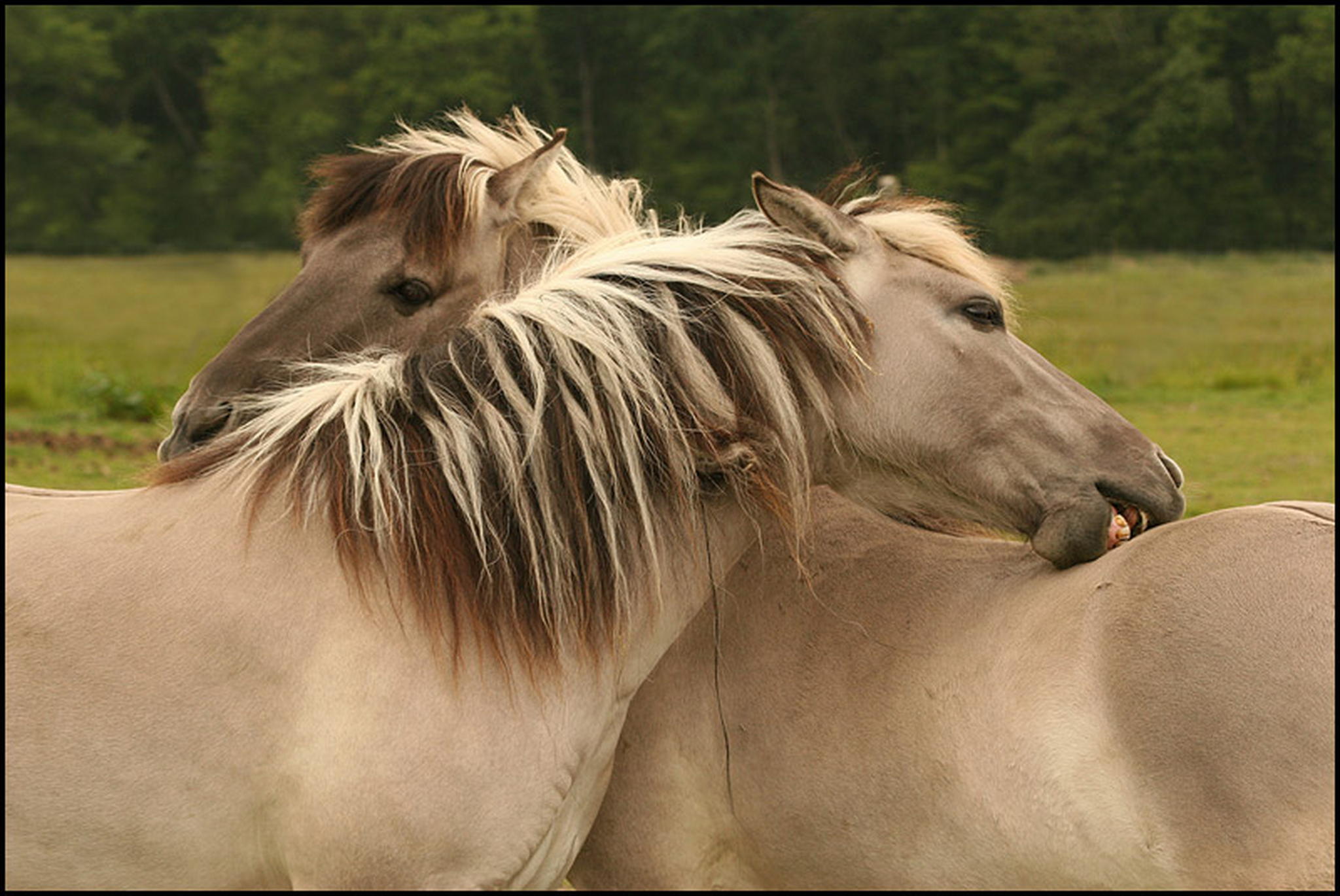 Wellness 6009699418 o