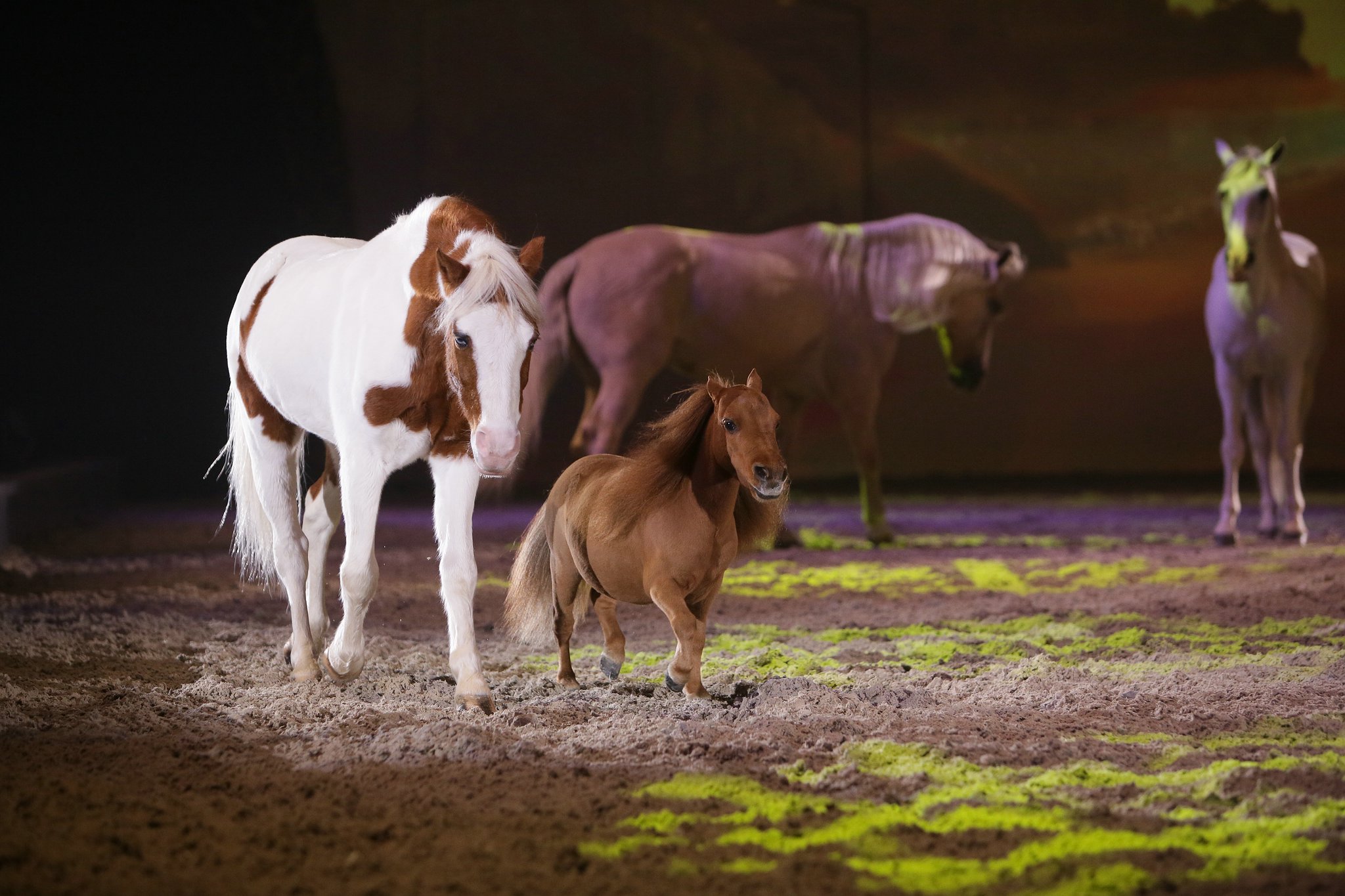 11 land der goldenen sonne 0941 apa2014 15781202216 o