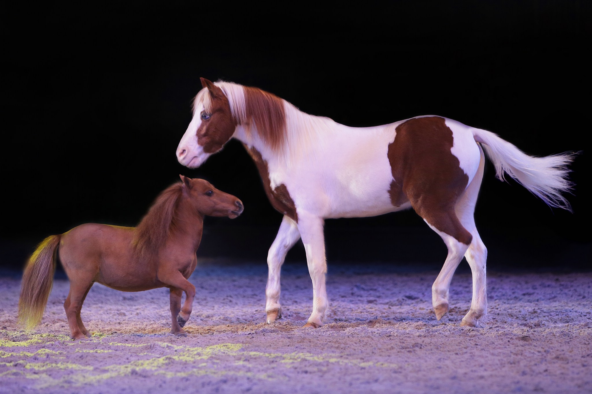 11 land der goldenen sonne 0959 apa2014 15619051219 o