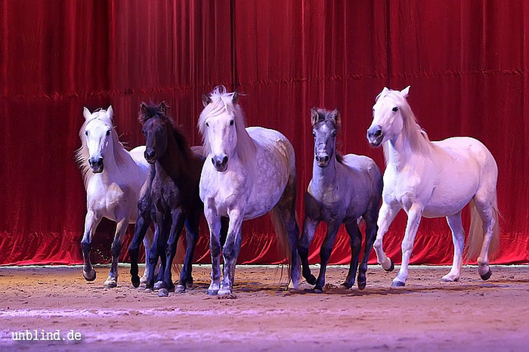 Apa2011 005 9212184456 o