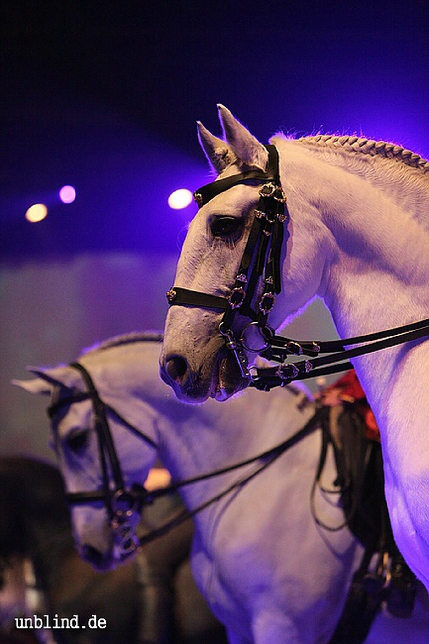 Apa2011 039 9209411667 o