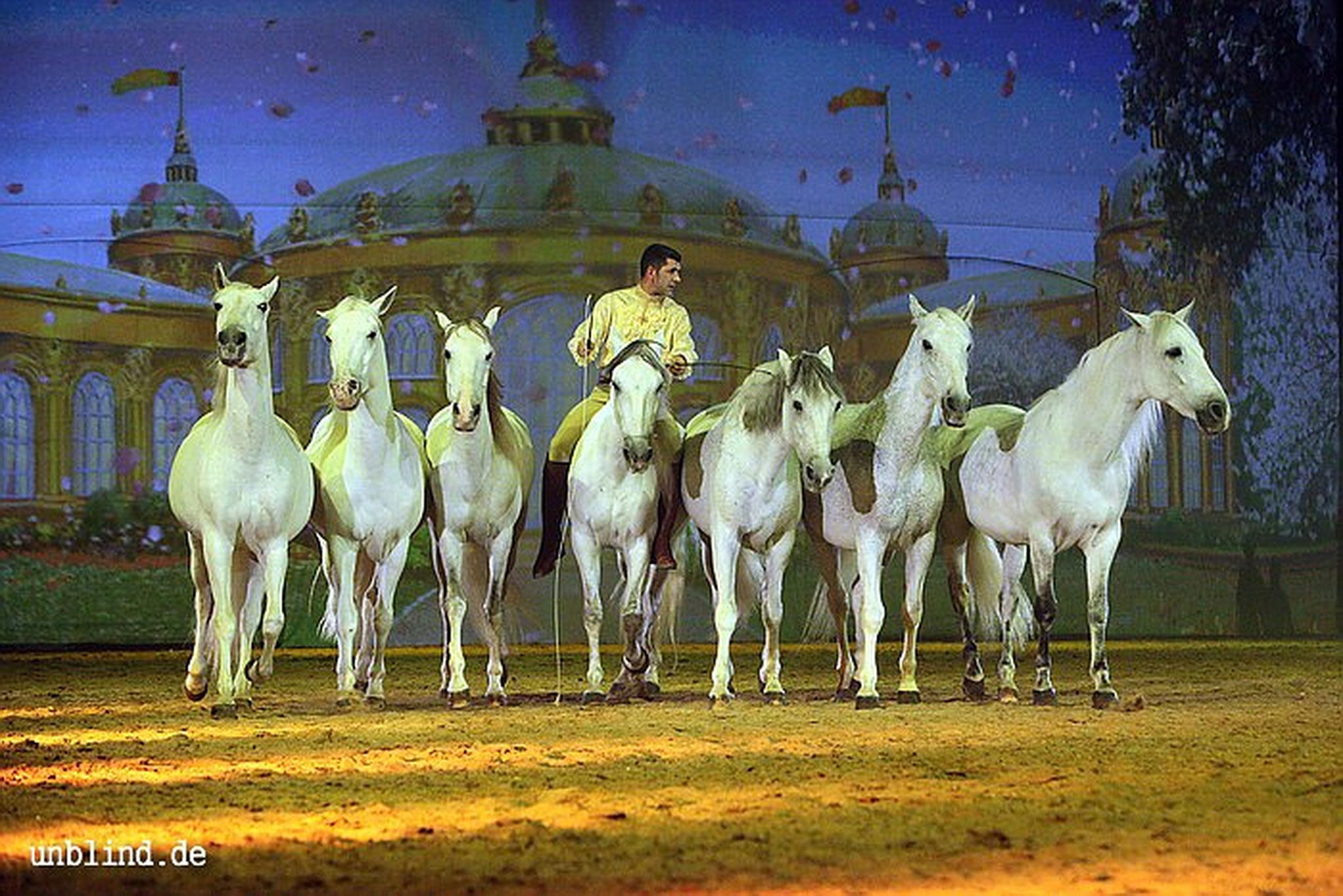 Apa2011 088 9209426497 o