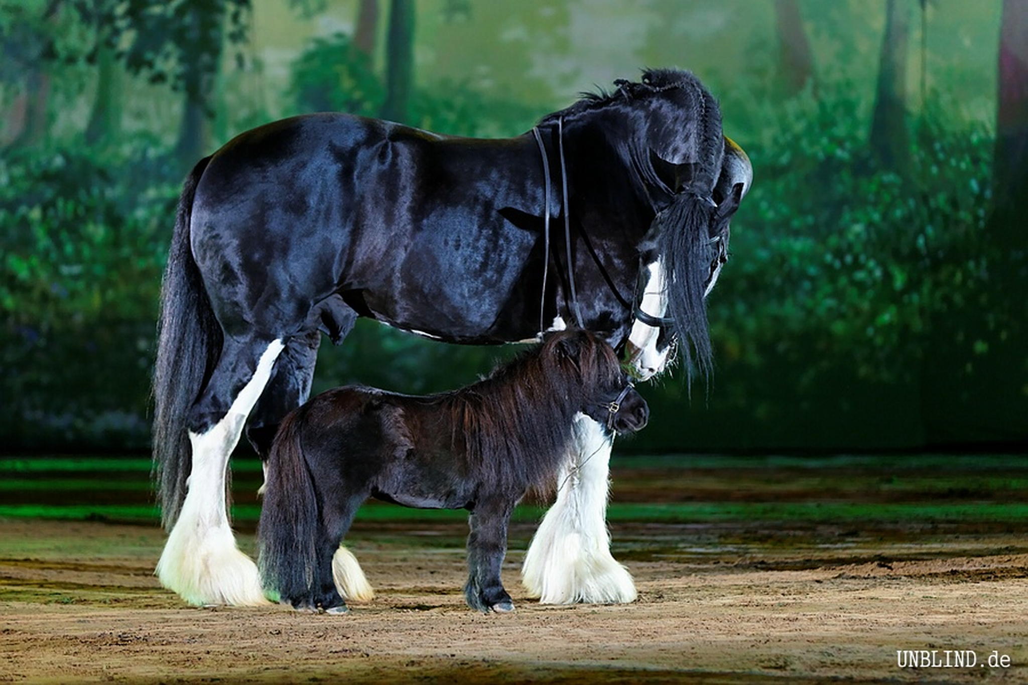 Apassionata 2010 g 5999442436 o