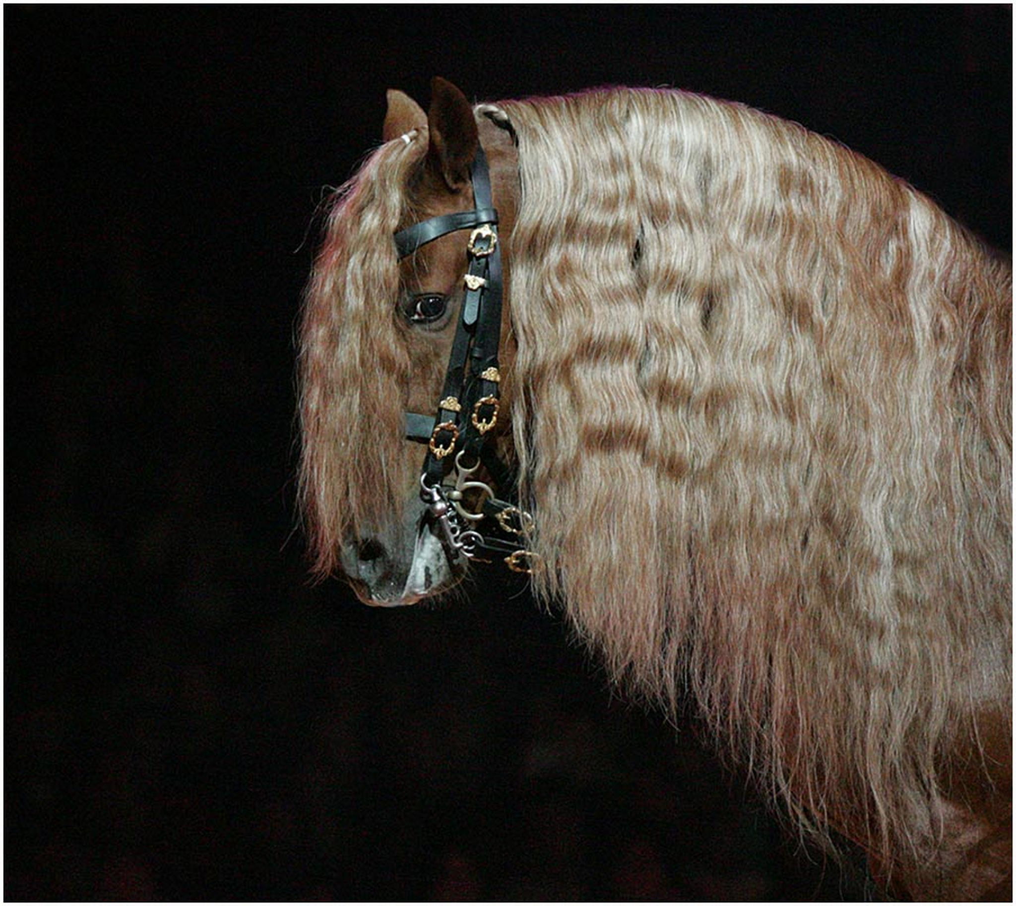 Gard haarstudio 6010553555 o