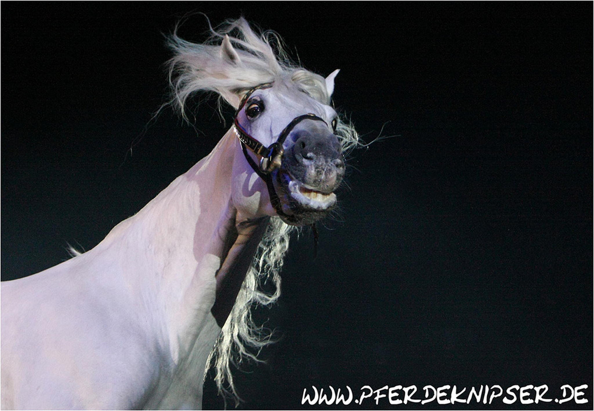 Huch der pferdeknipser 6000887986 o