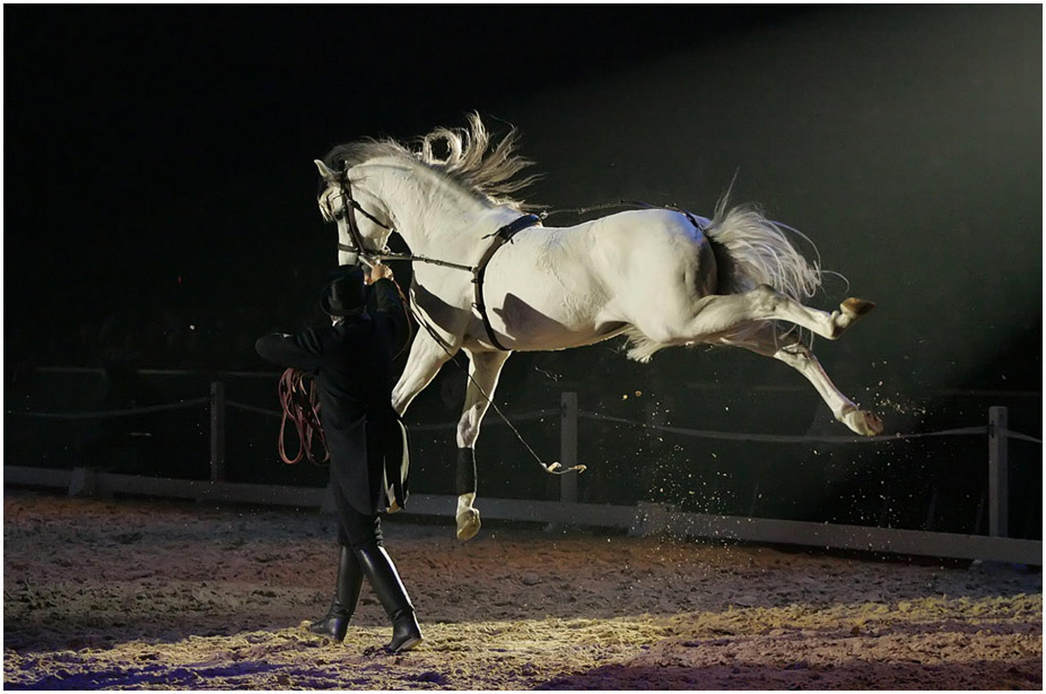 Lippizanischer lenkdrache 6011101986 o