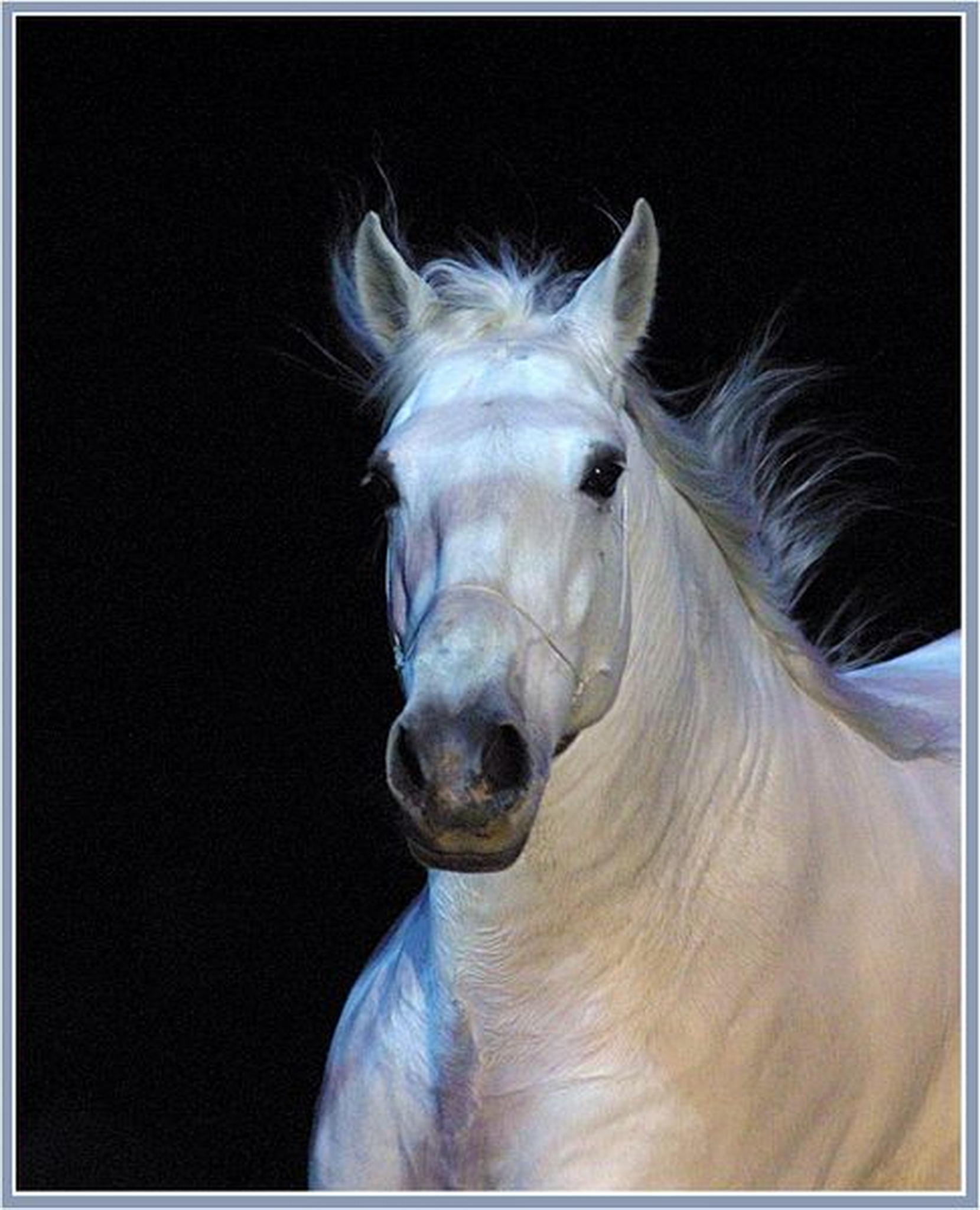 Noch ein bisschen apassionata 03 6010830444 o