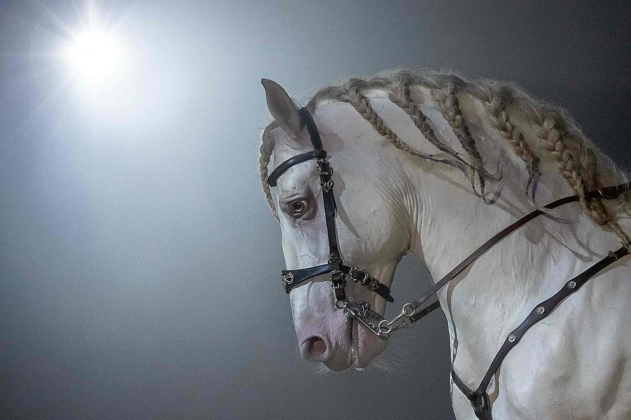 Pebe2034 47937710662 o