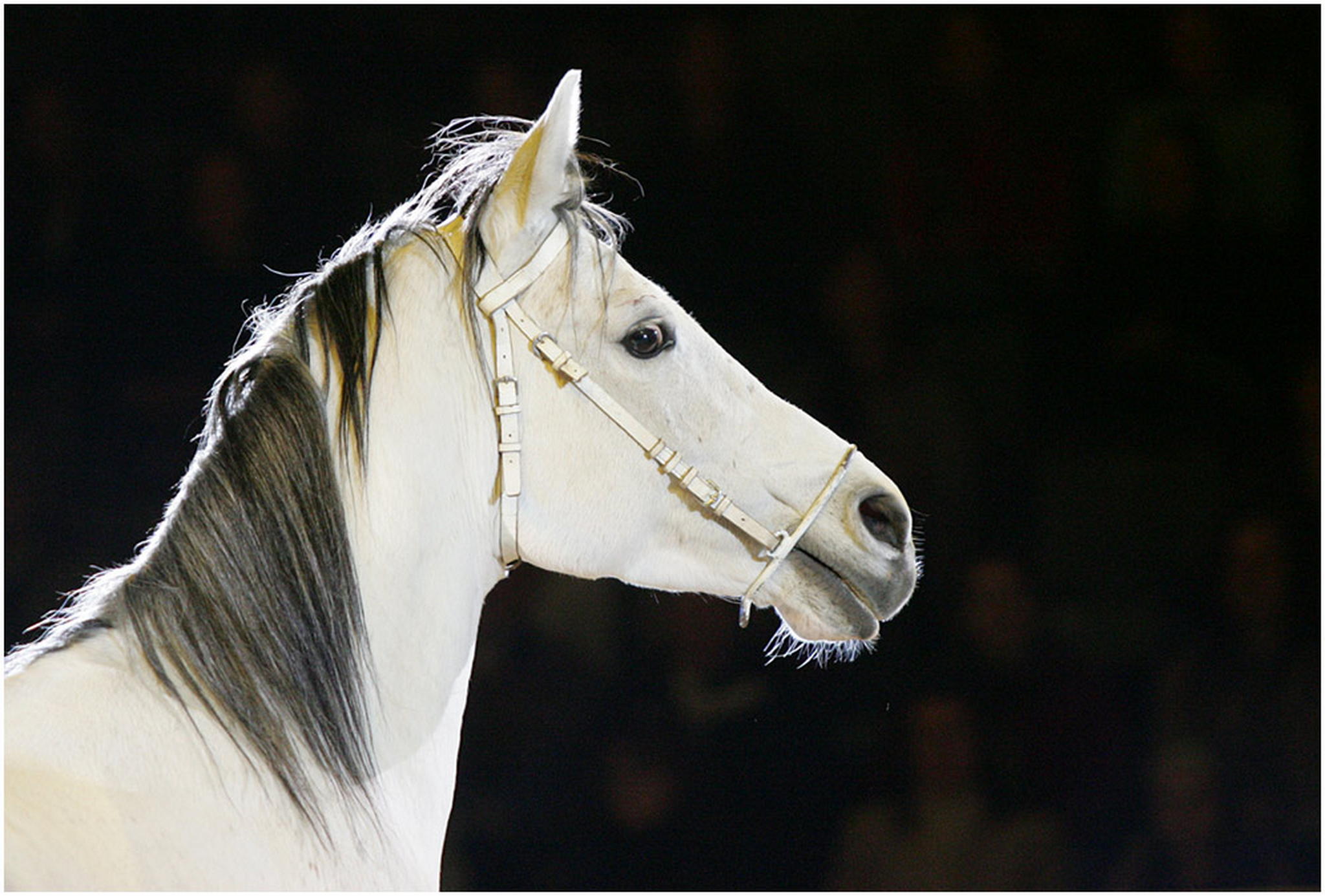 Schnes profil 6008525132 o