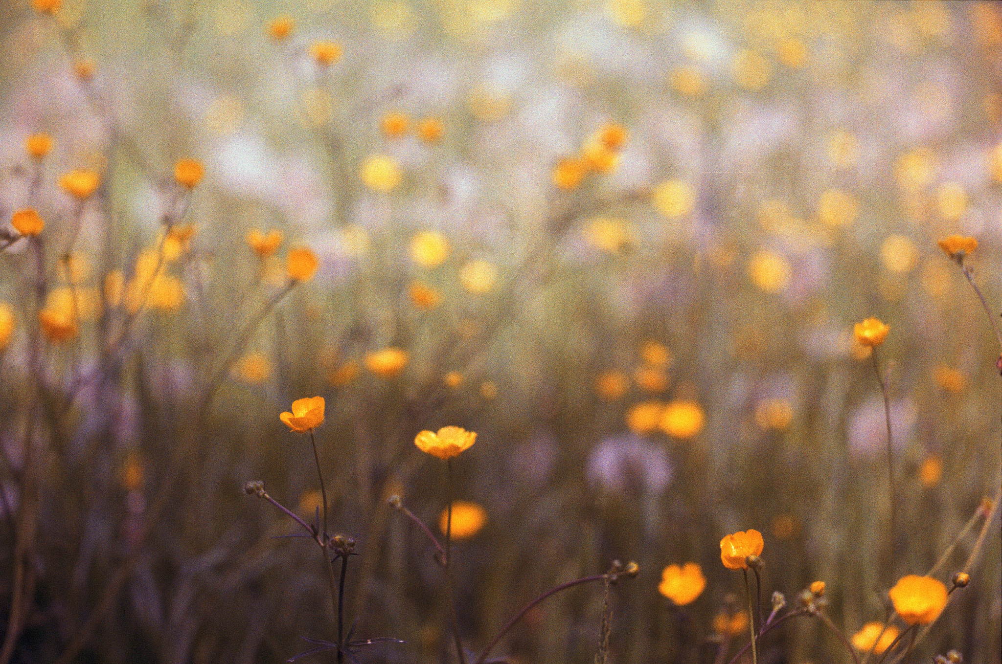 012052018 hexar elmar90   4 40281086430 o