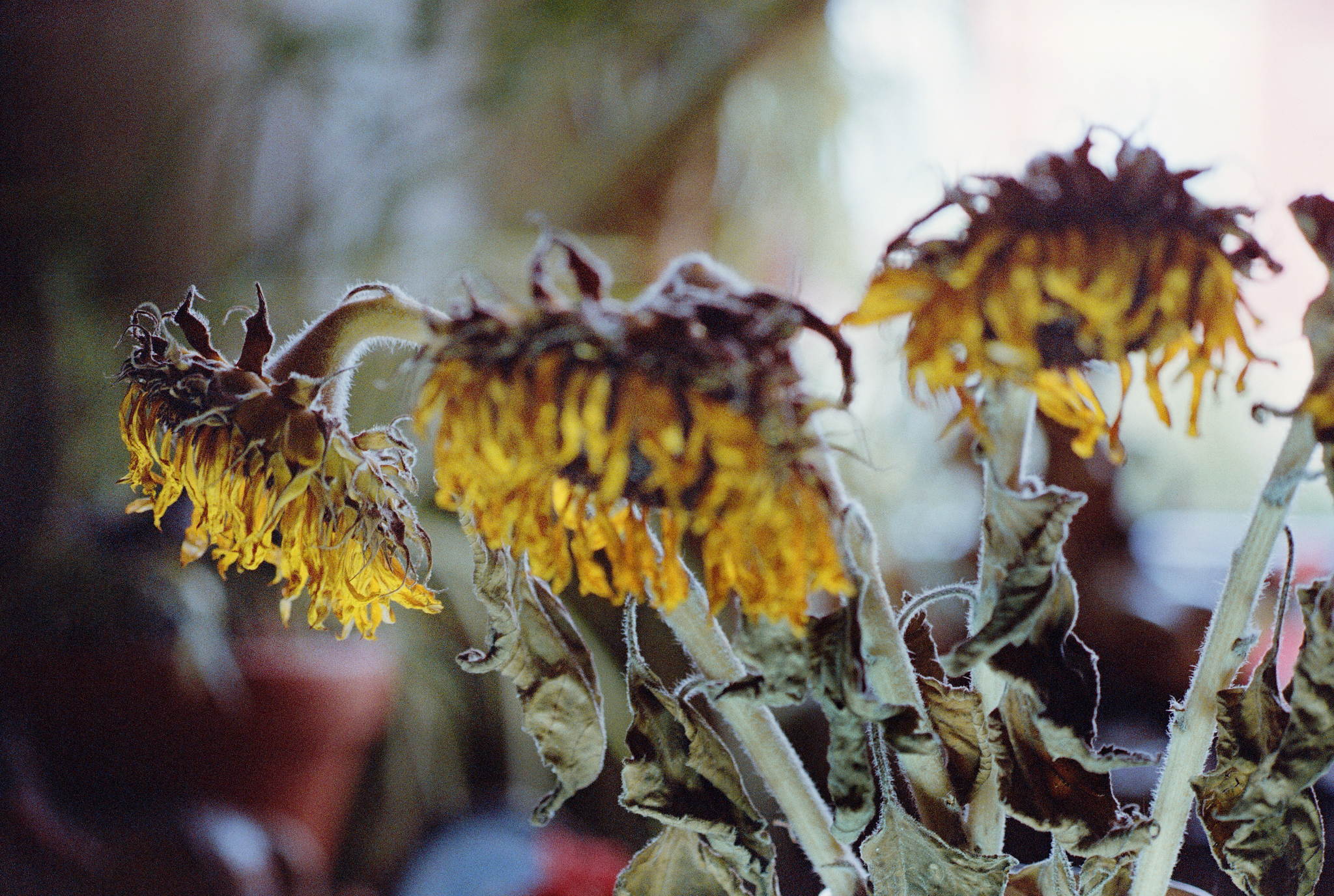 2018 08 24  20 29426832137 o